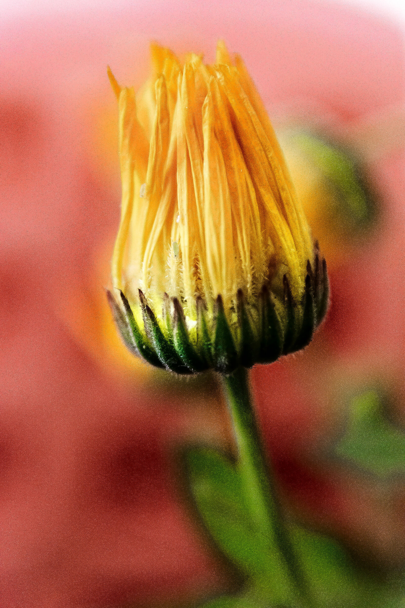 ..e poi uno sfondo rosso