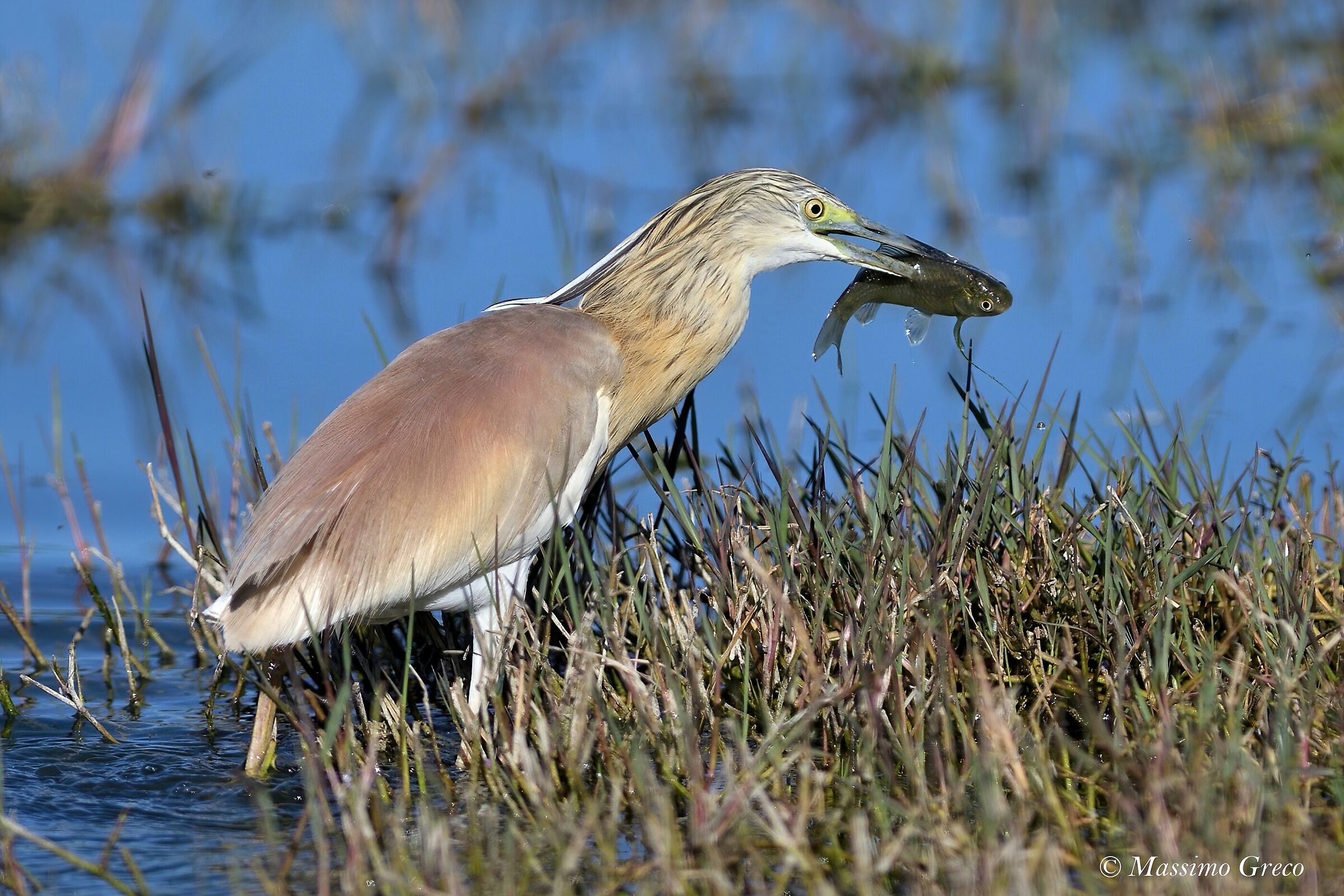 Tufted sgarza - Predation