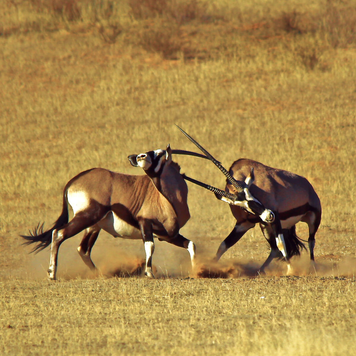 kudu
