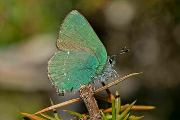 Callophrys rubi