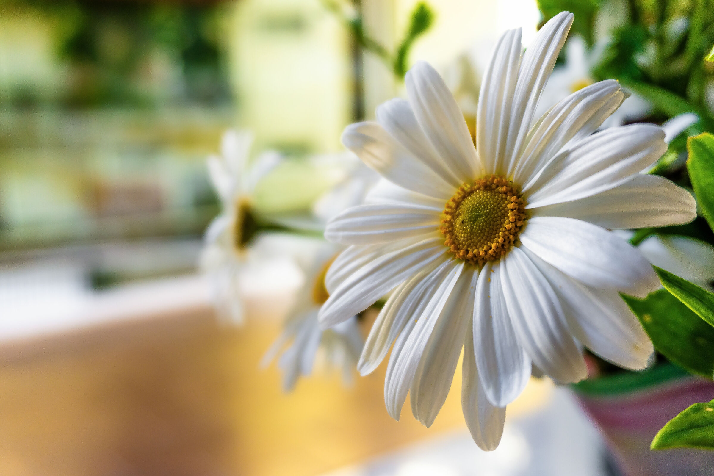 Que la spring comience