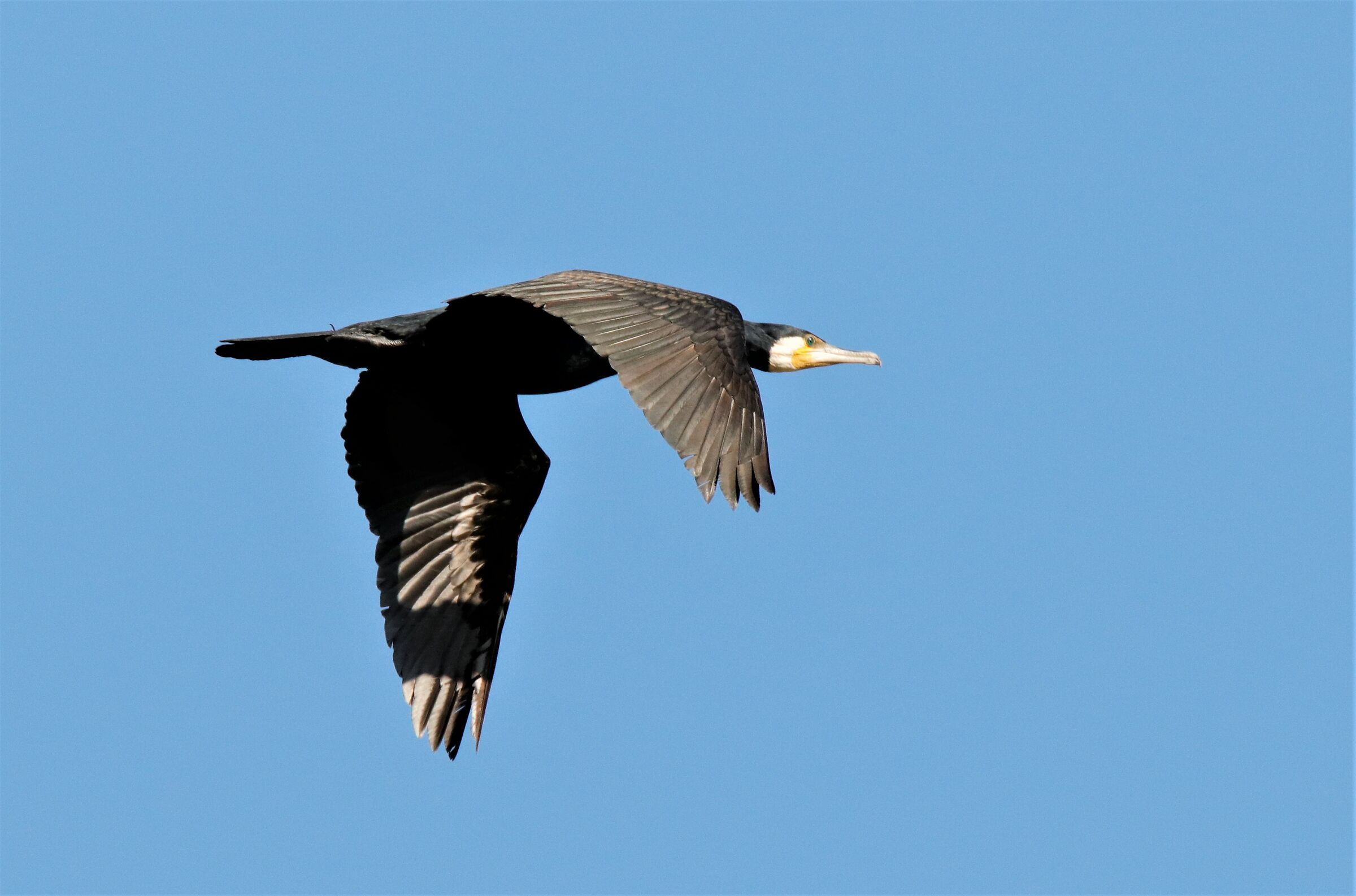 cormorano