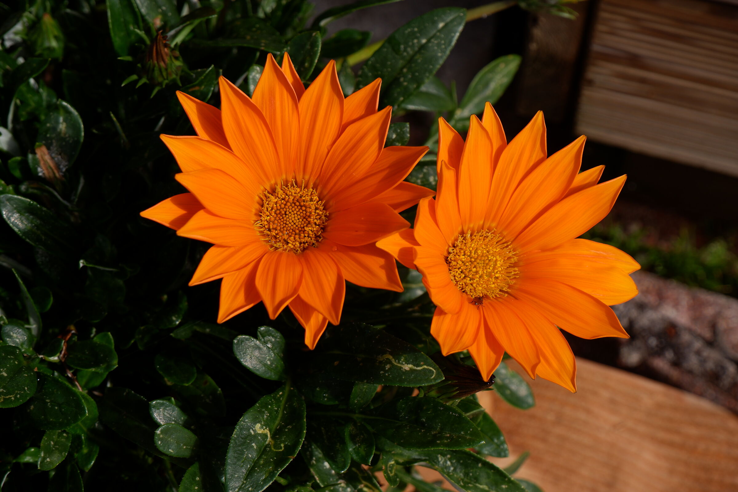 fiori... a tempo perso