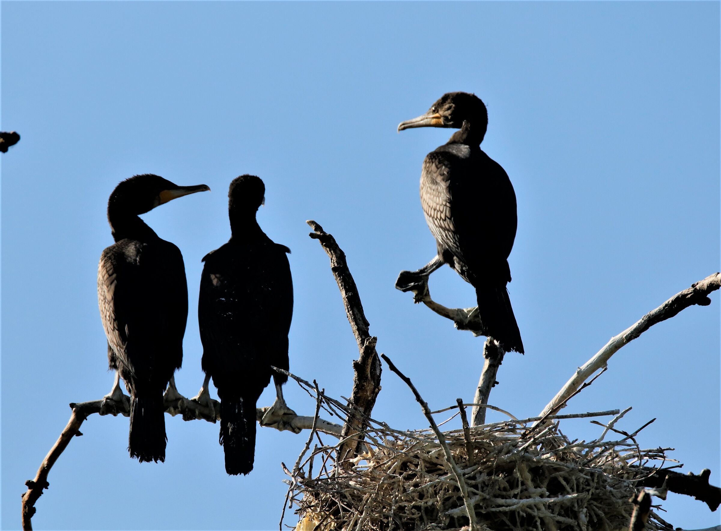 nuova generazione di cormorani