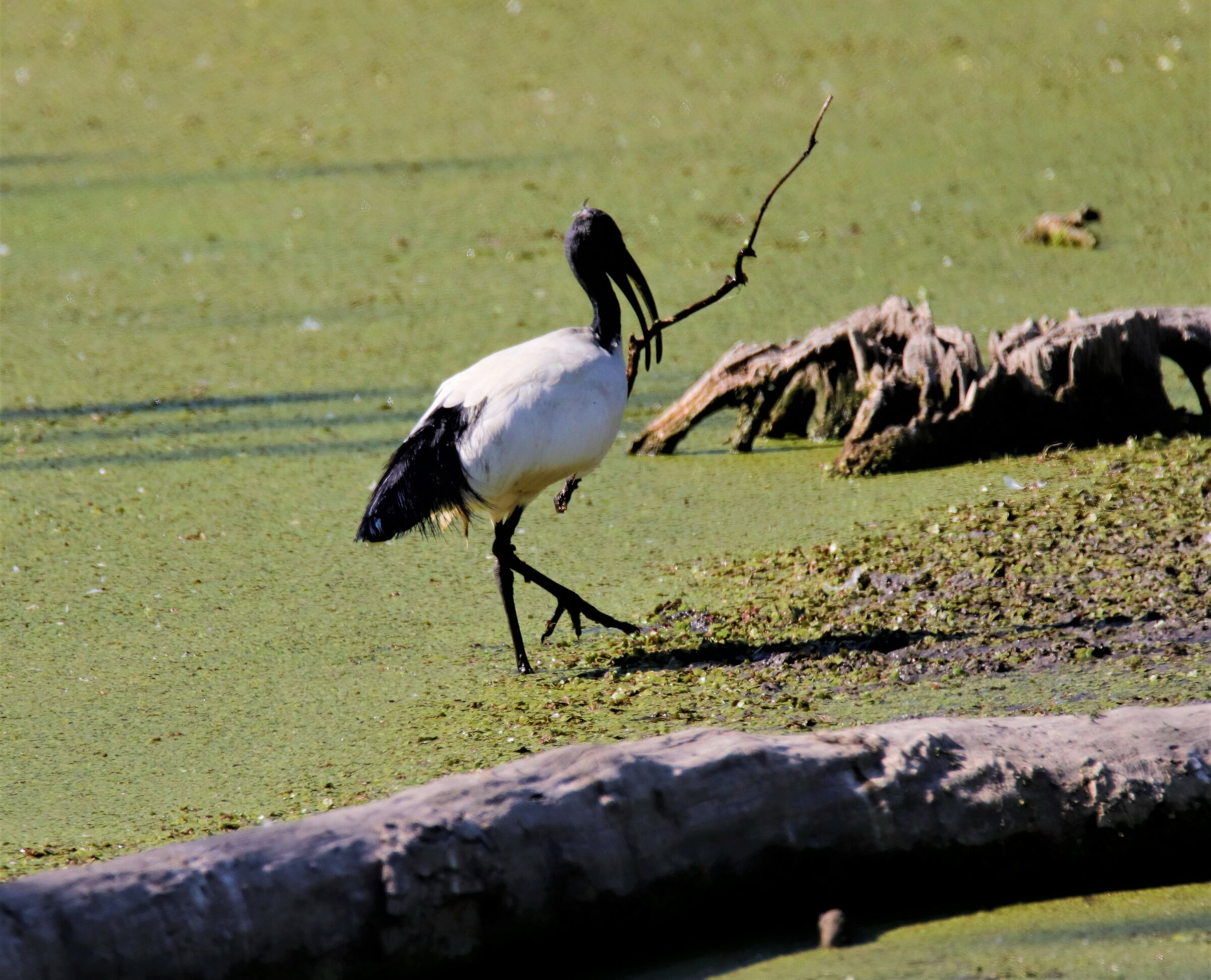 x un grande uccello serve un grande ramo!