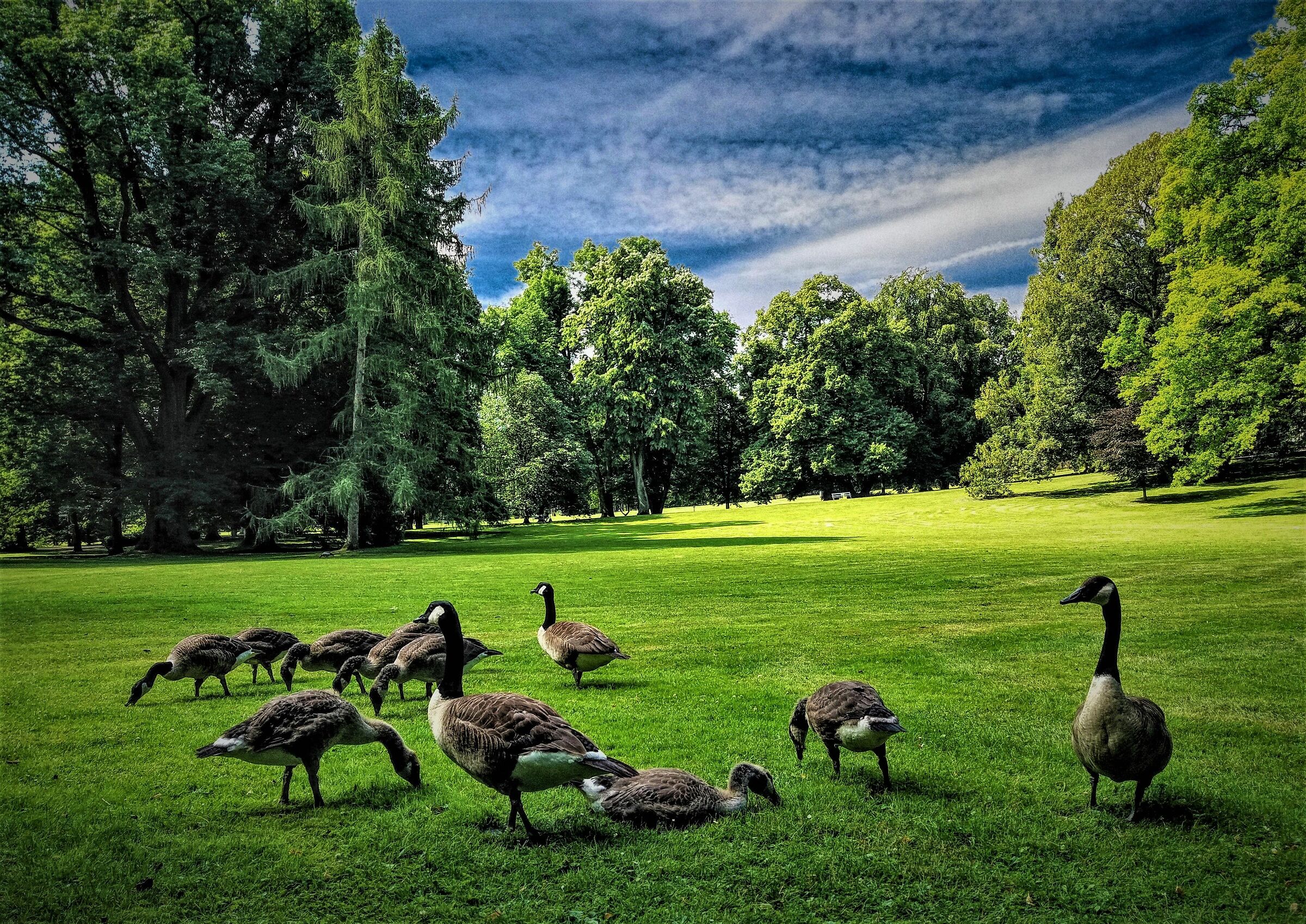Gruppetto di Oche del Canada