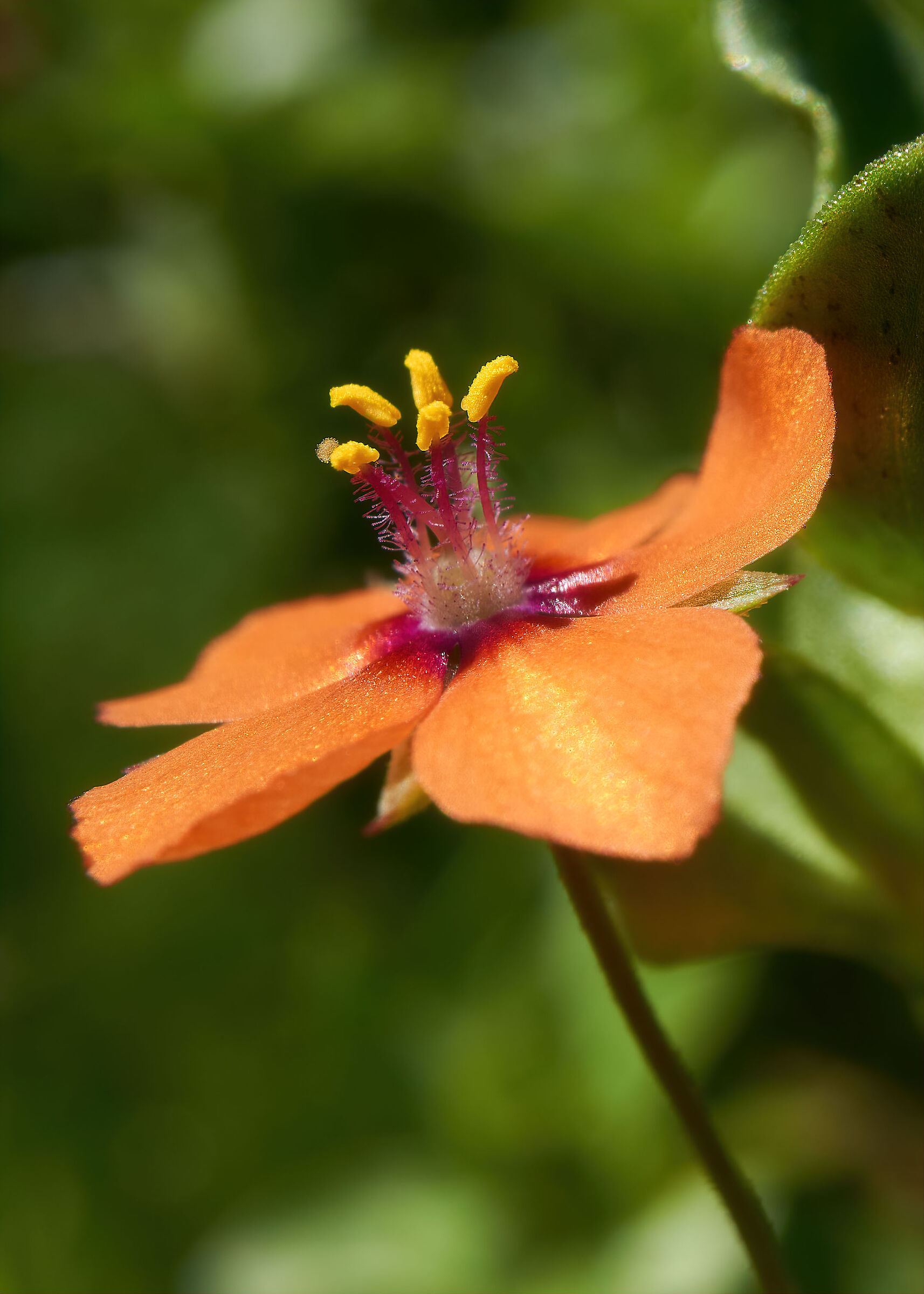 Anagallis arvensis - 03-05-20