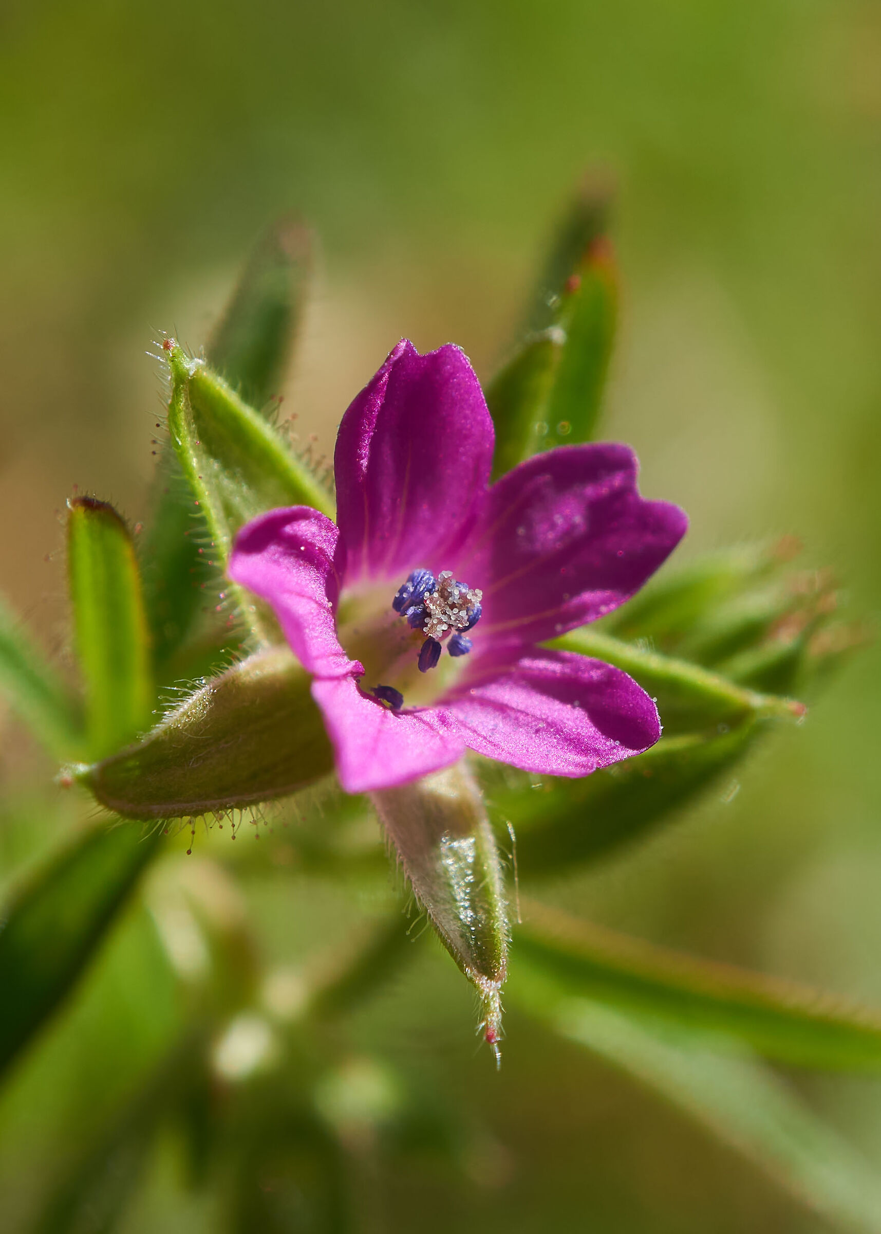Geranio selvatico (Geranium dissectum) - 03-05-20