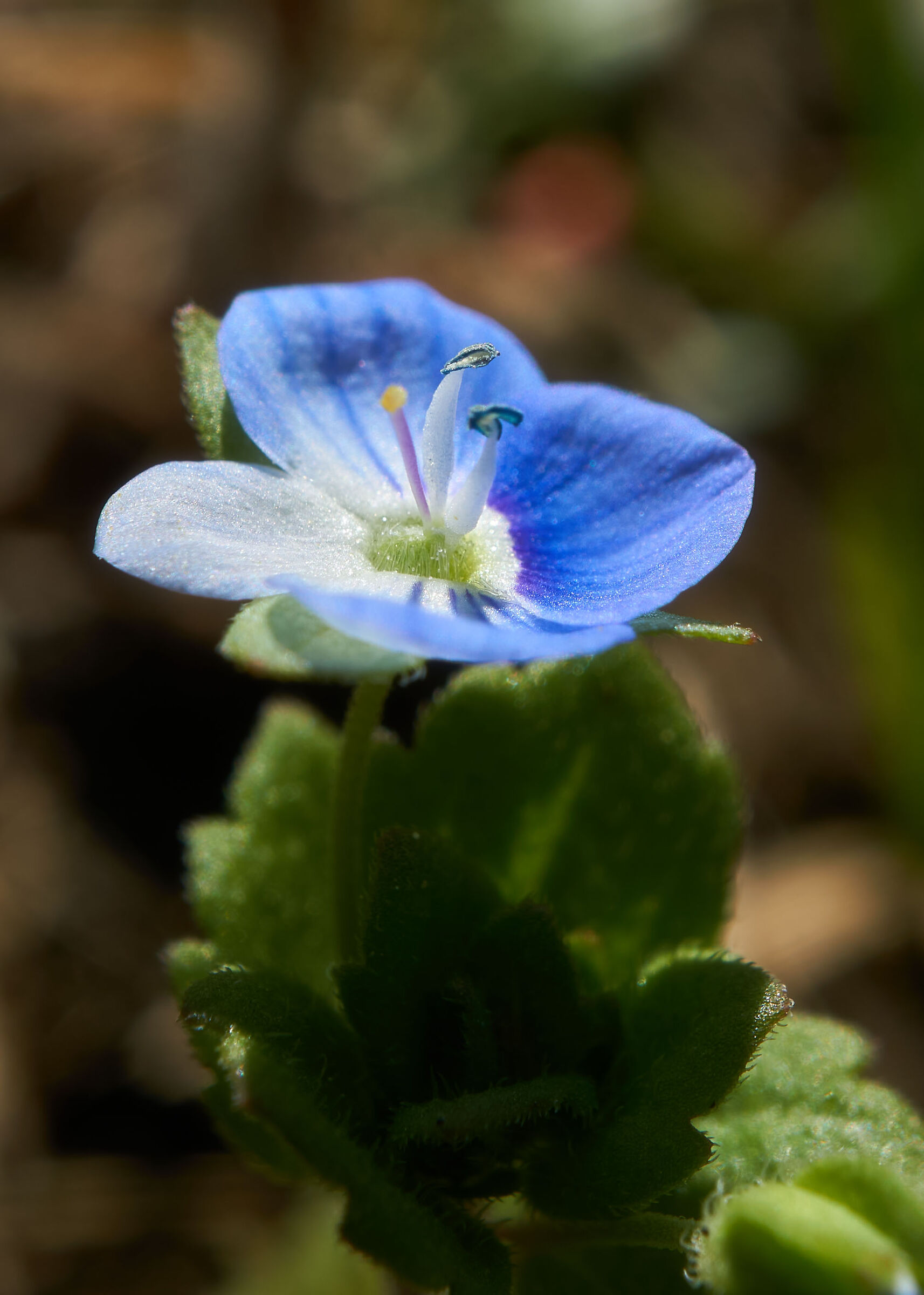 Occhi della Madonna (Veronica Persica) - 03-05-20