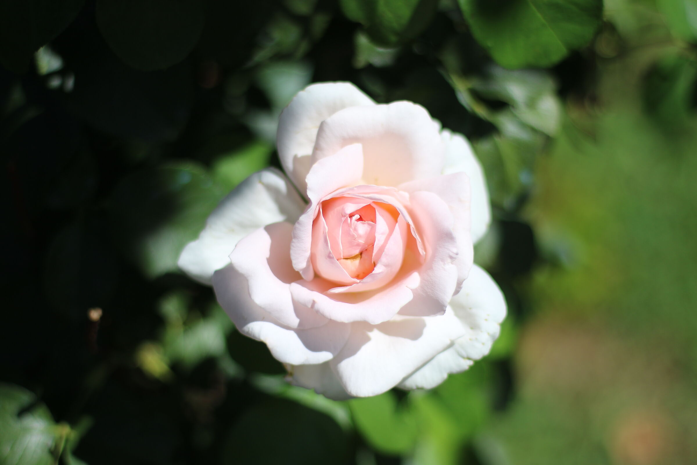 Whites touching pink