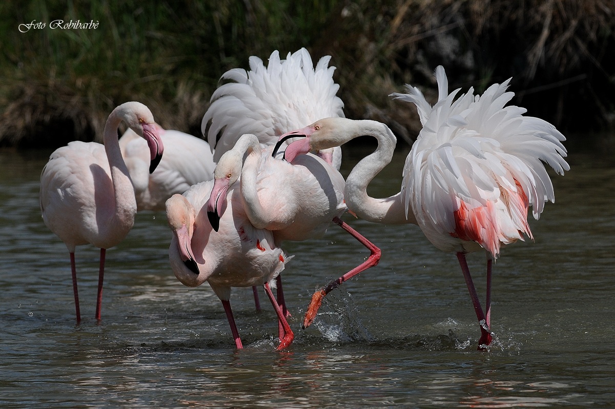 Fenicotteri....