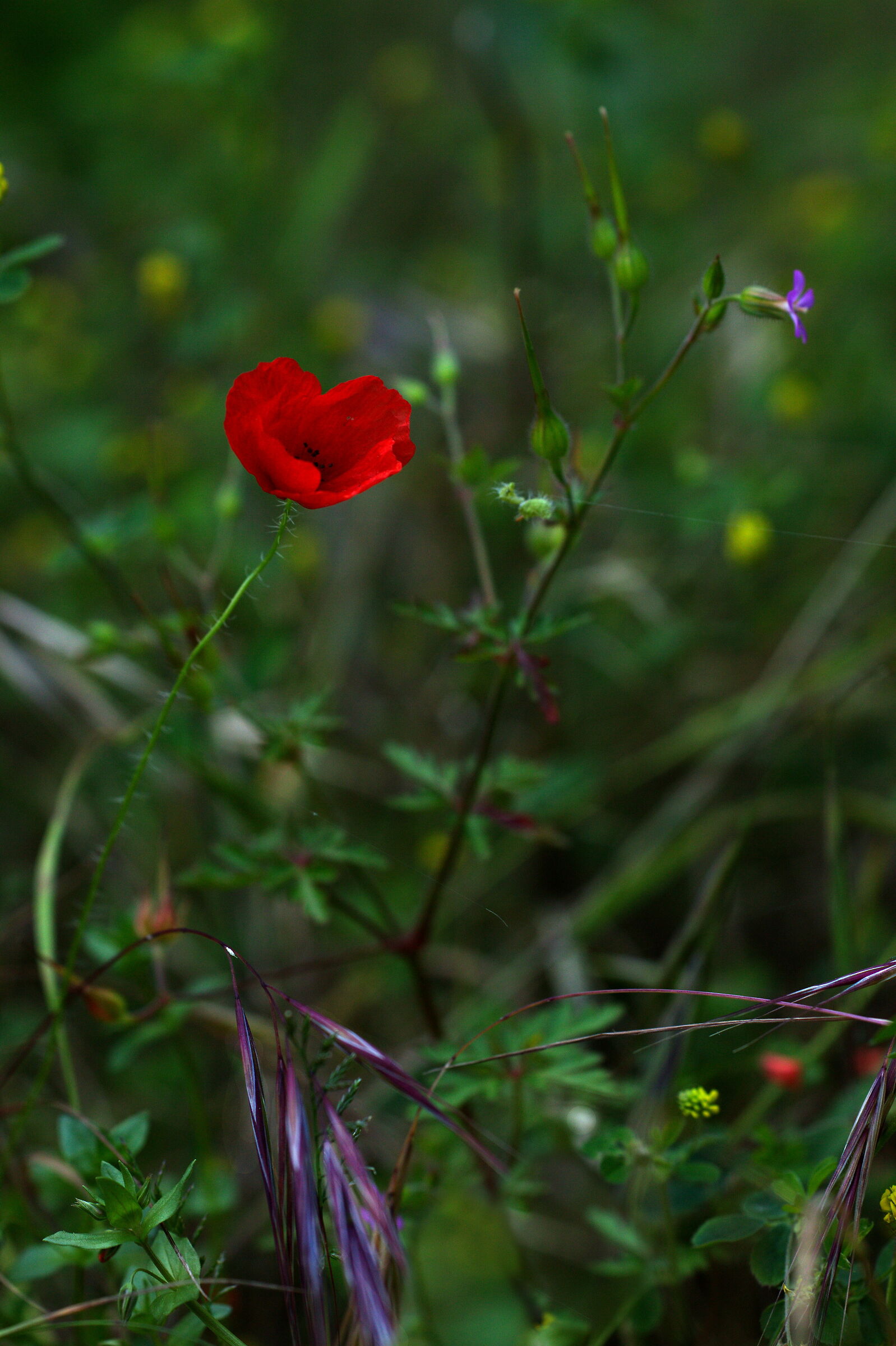 The Last Poppy