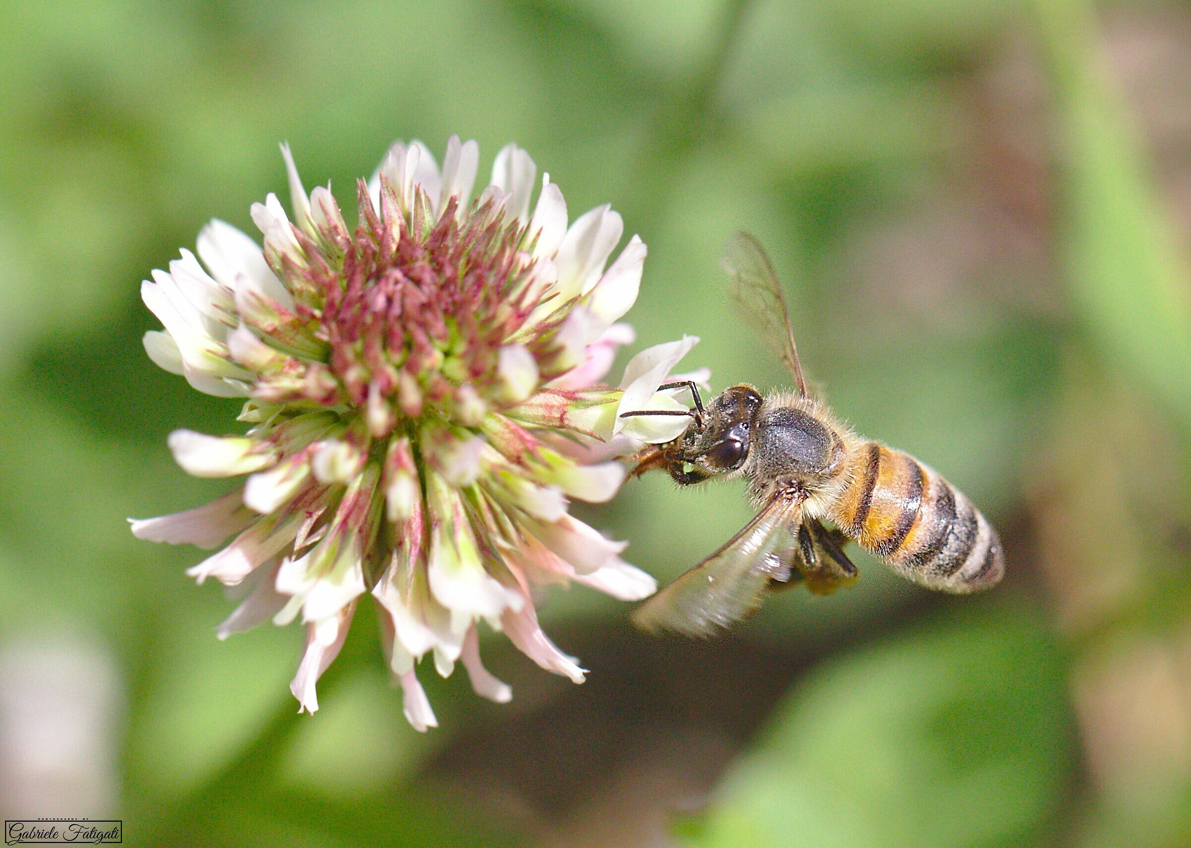 Bee in flight