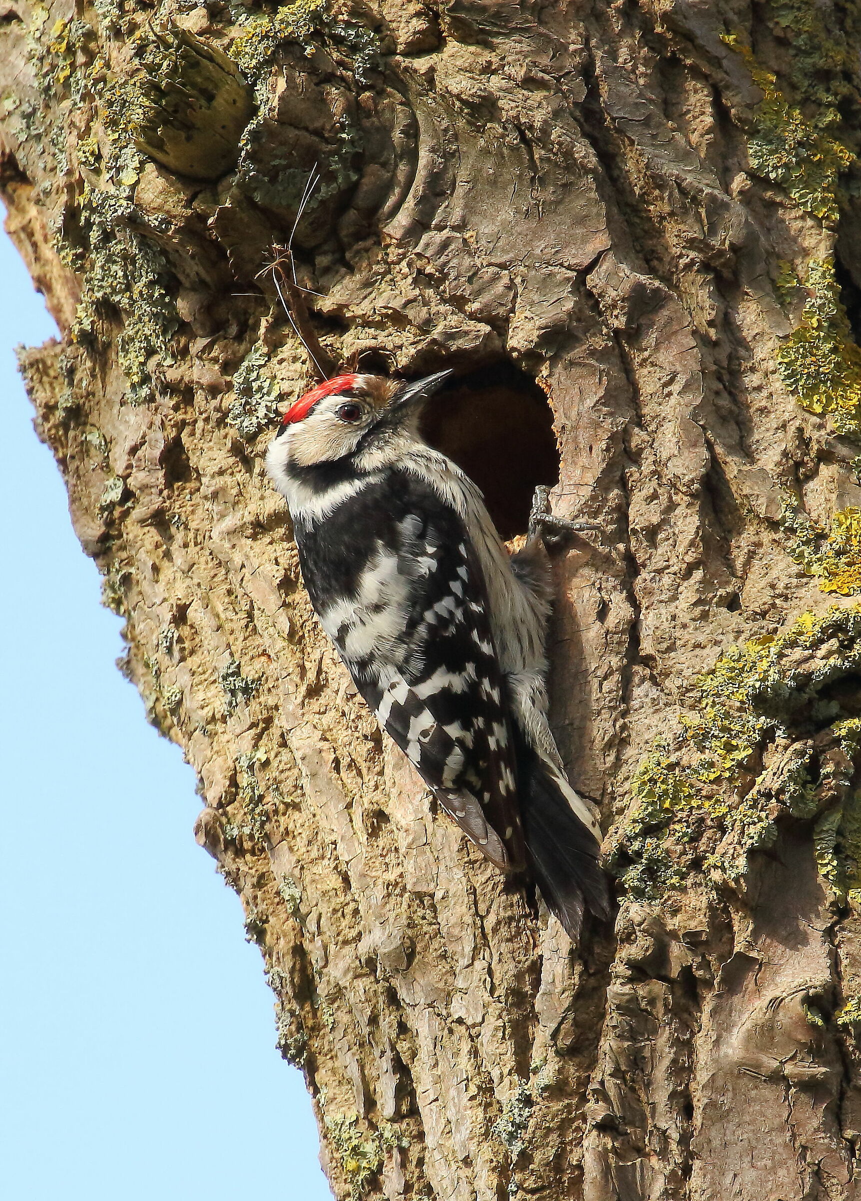 Minor red woodpecker, work in progress