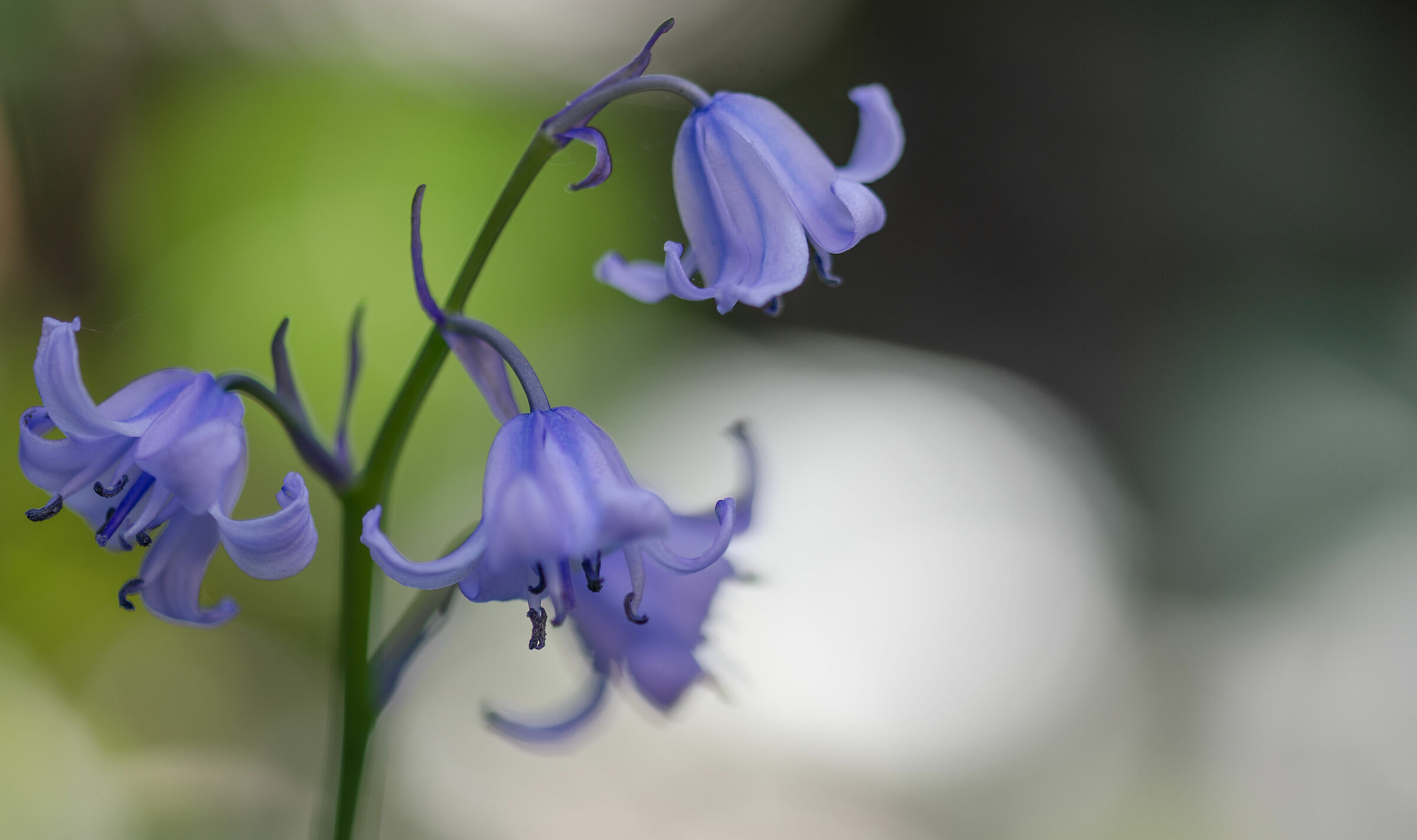 La Campanula, in una primavera in quarantena