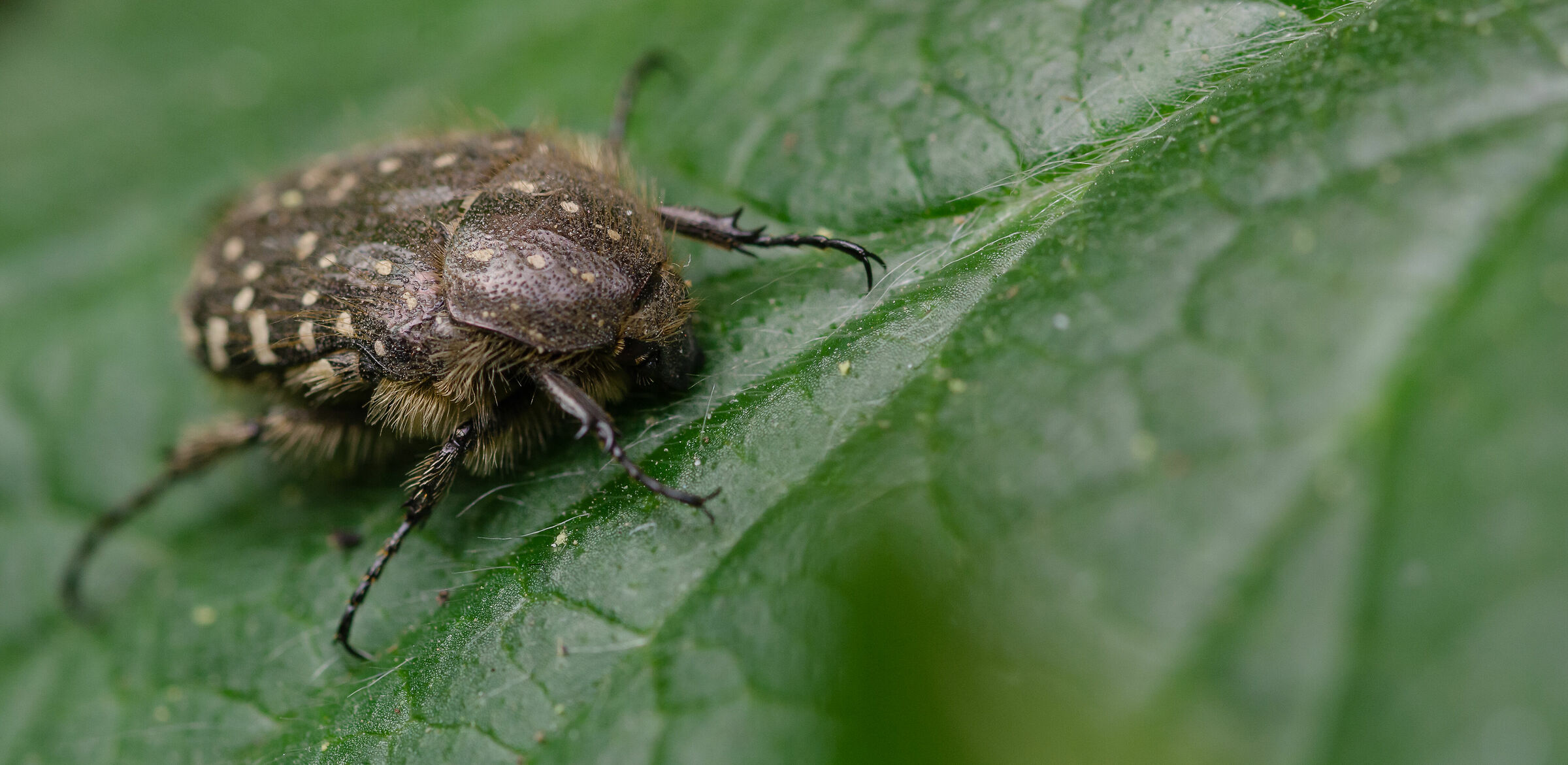 Cetonia funesta (Oxythyrea funesta)