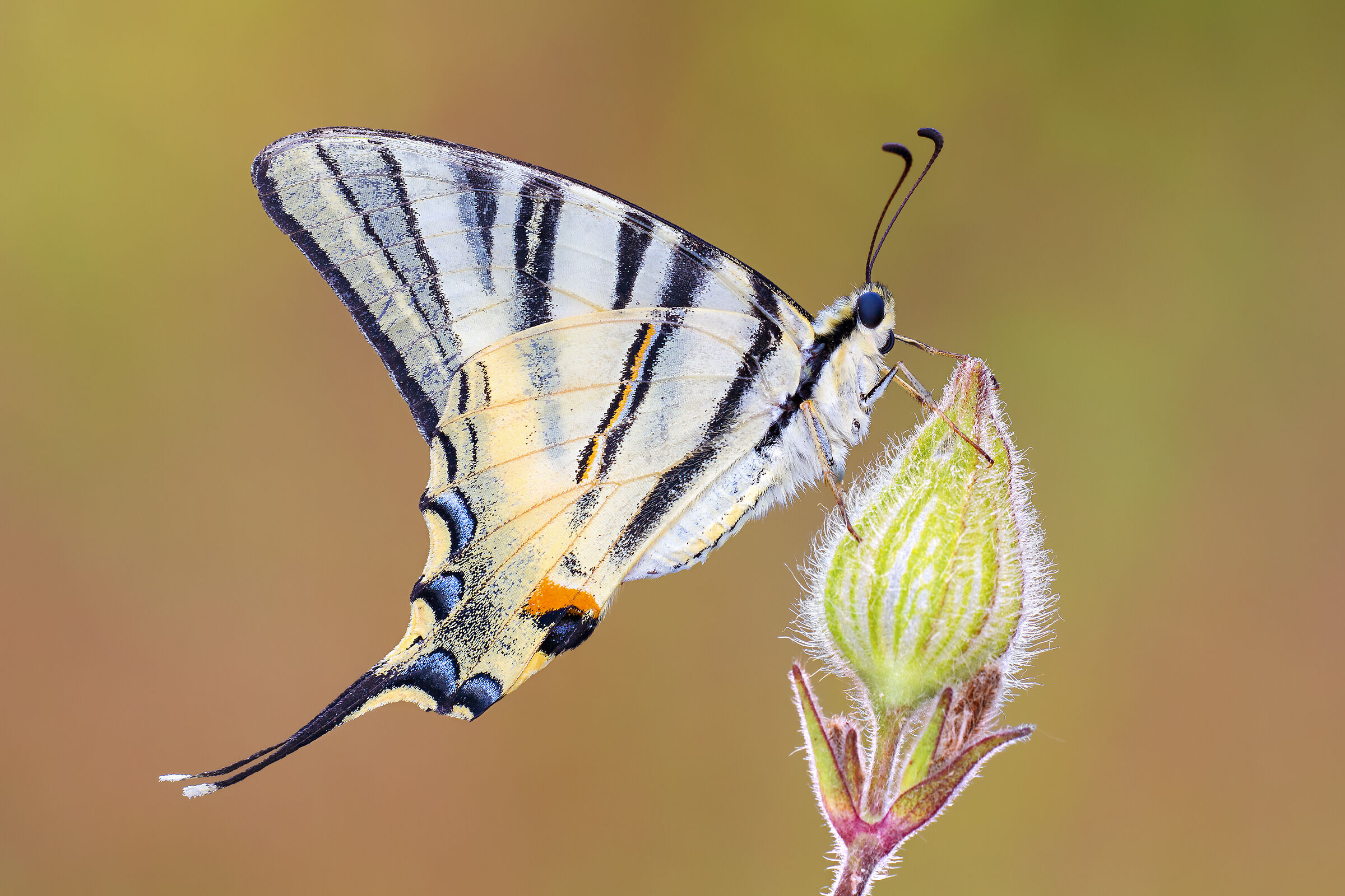 Podalirio (Iphiclides podalirius)