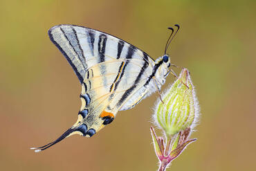 Iphiclides podalirius