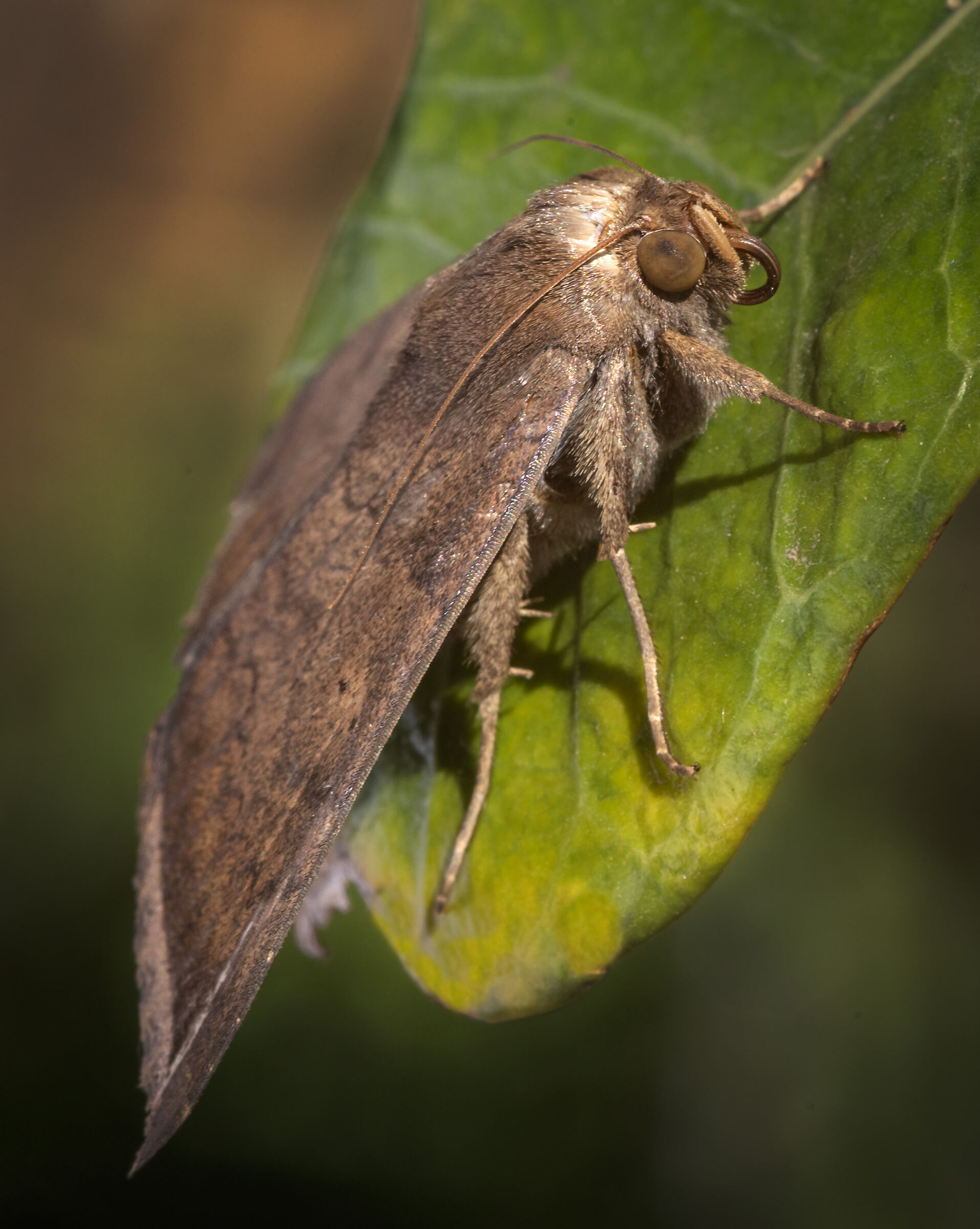 Garden moth in early morning sun