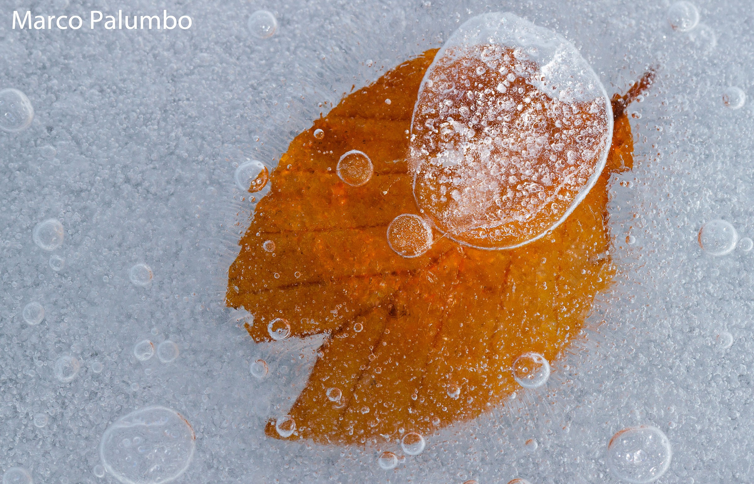 Un ricordo intrappolato dell'autunno