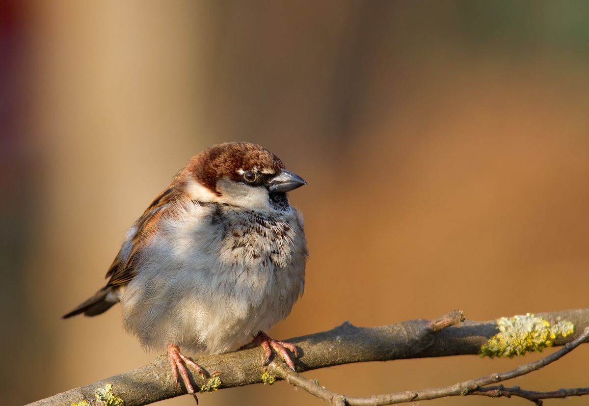 sparrow