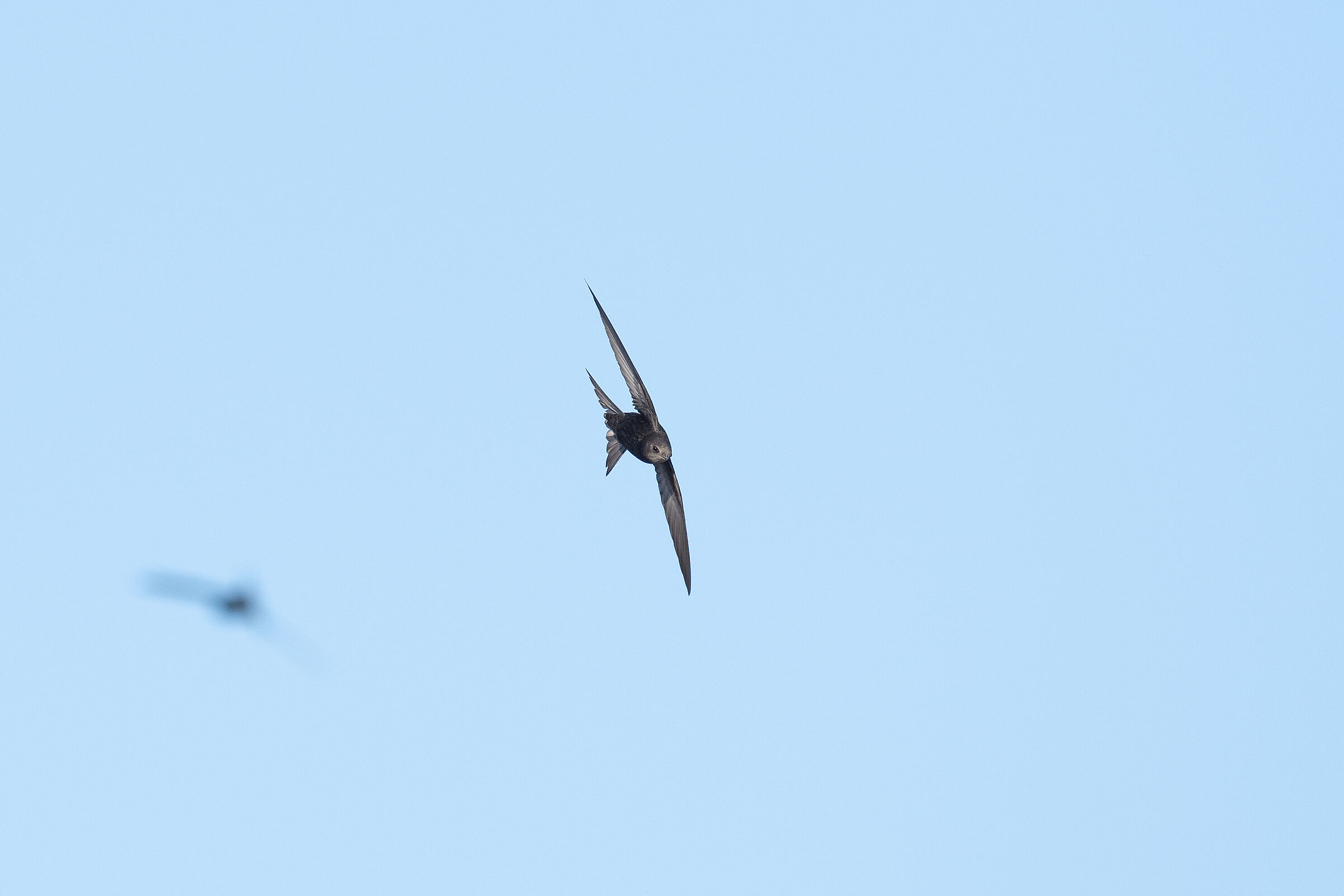 Rondone croppato al 100%