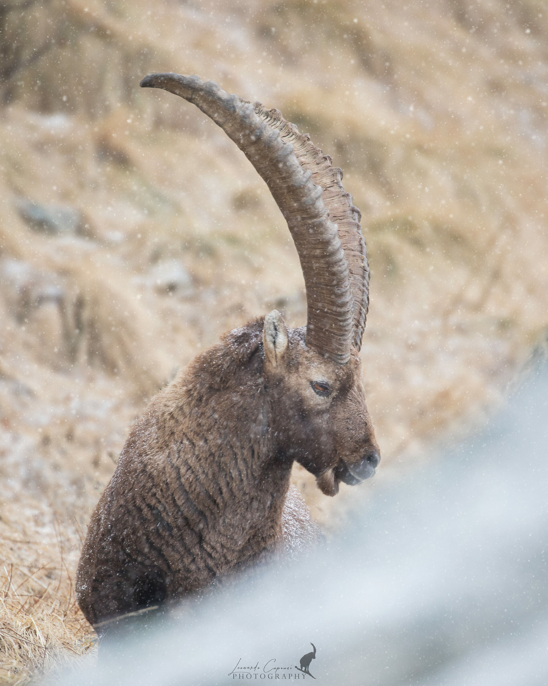 Sotto ad una tempesta di neve? / Under a snow storm.??