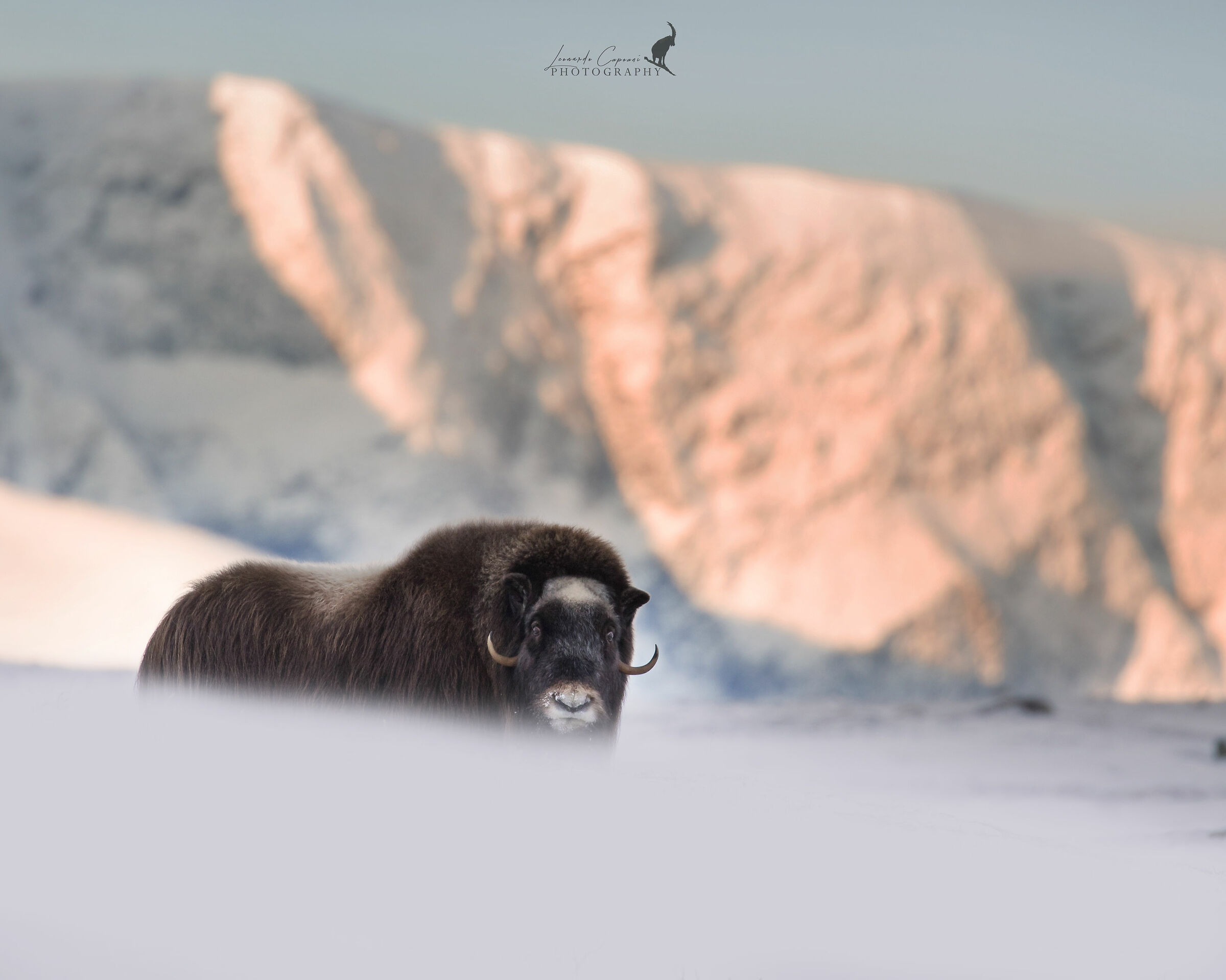 Prehistoric caprine / Caprini preistorici ?