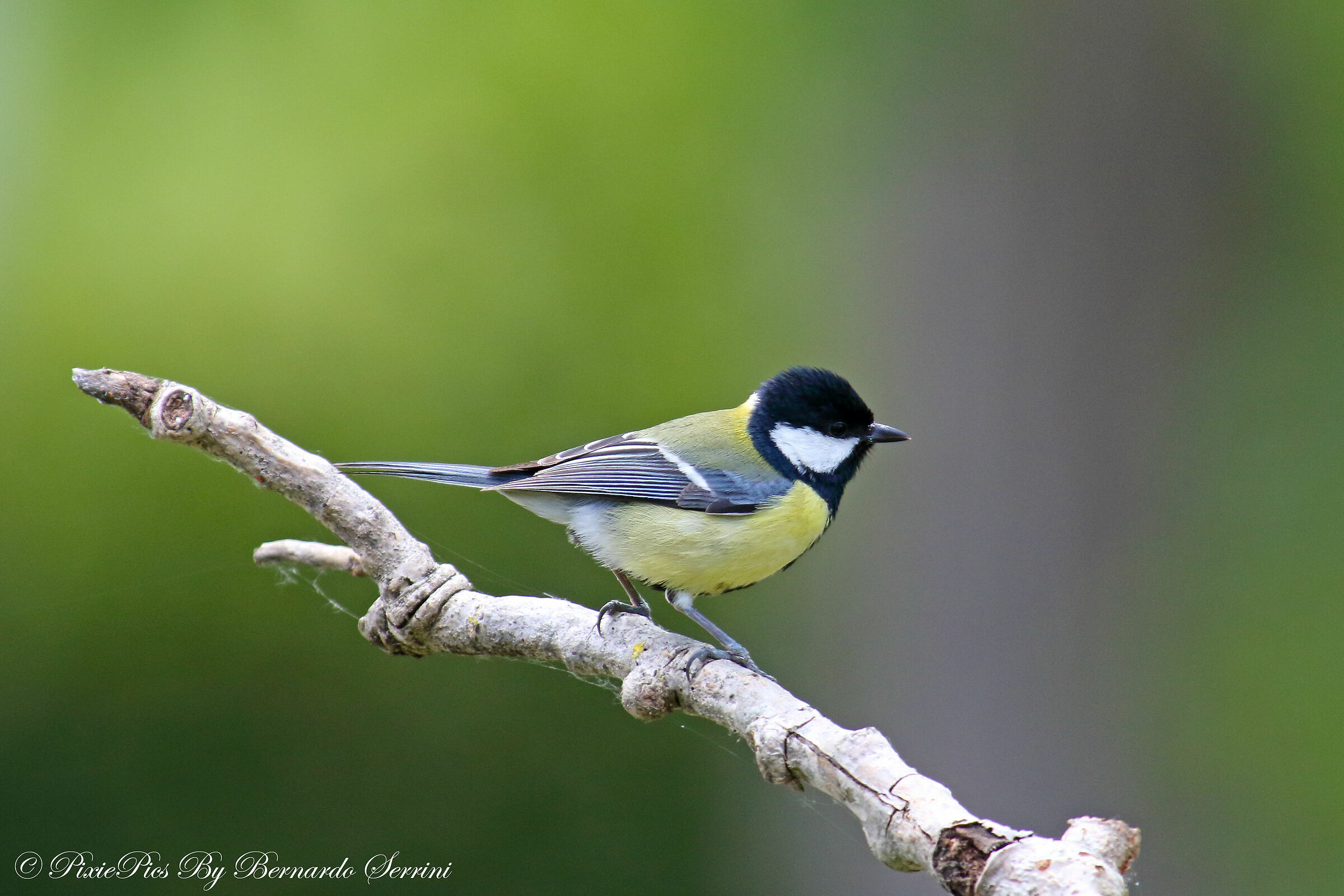 Cinciallegra in the garden