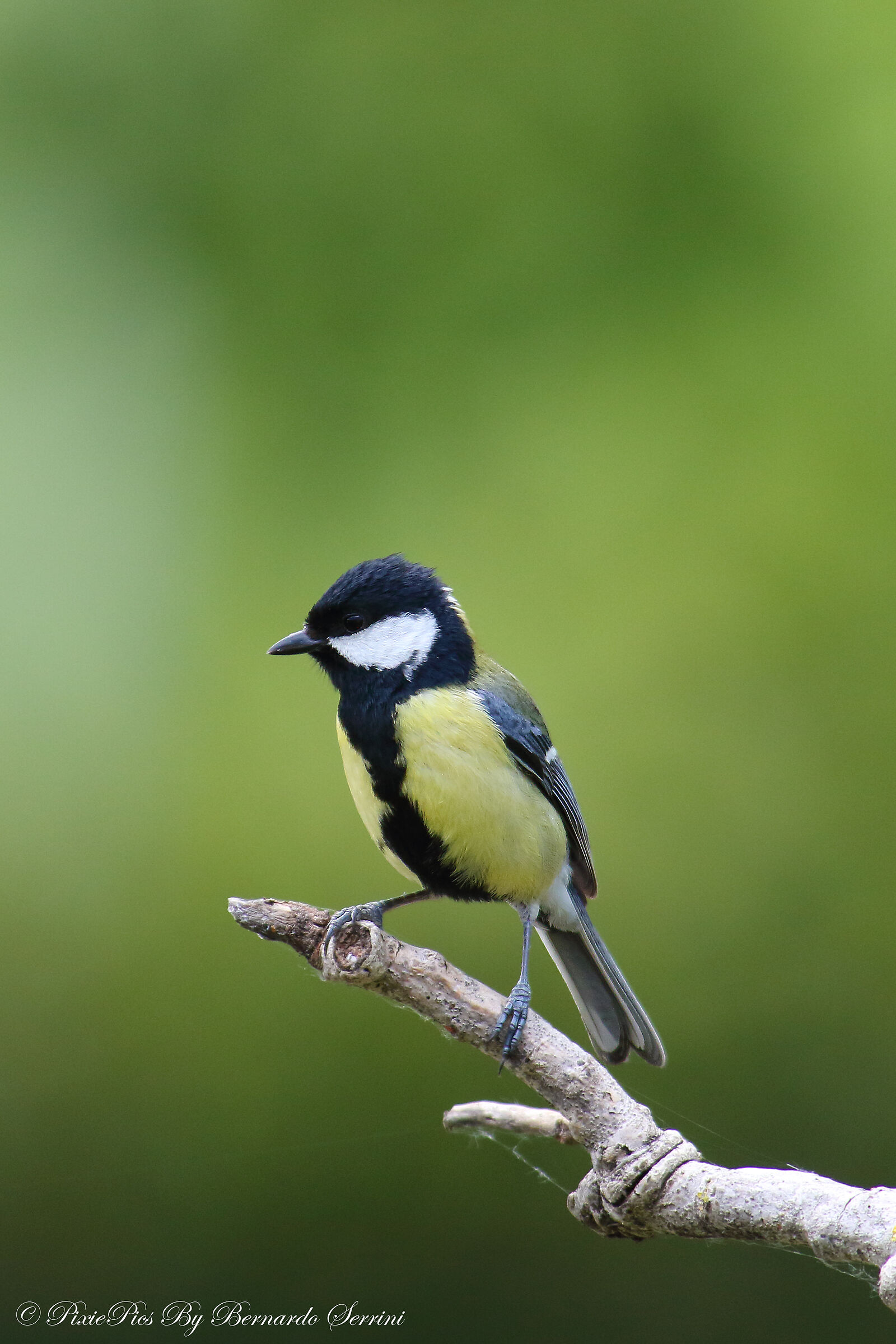 Cinciallegra in the garden