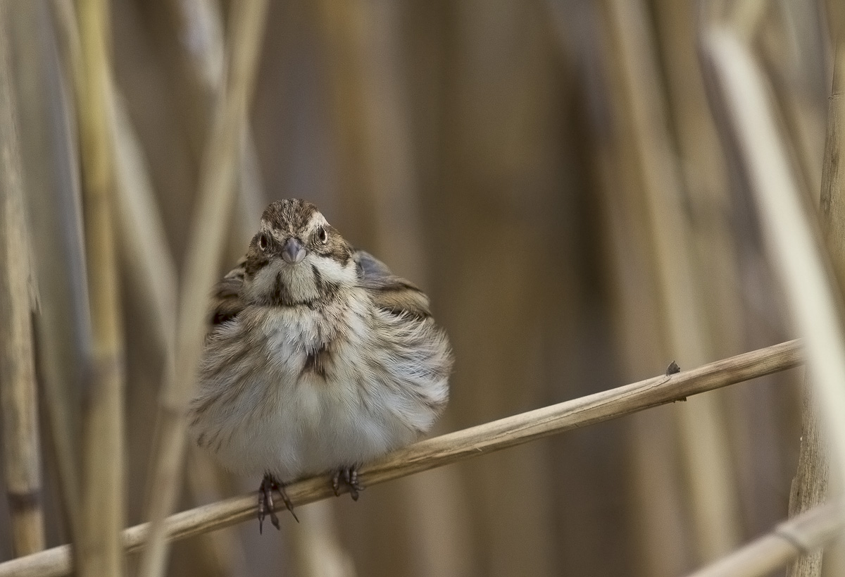 migliarino strutting