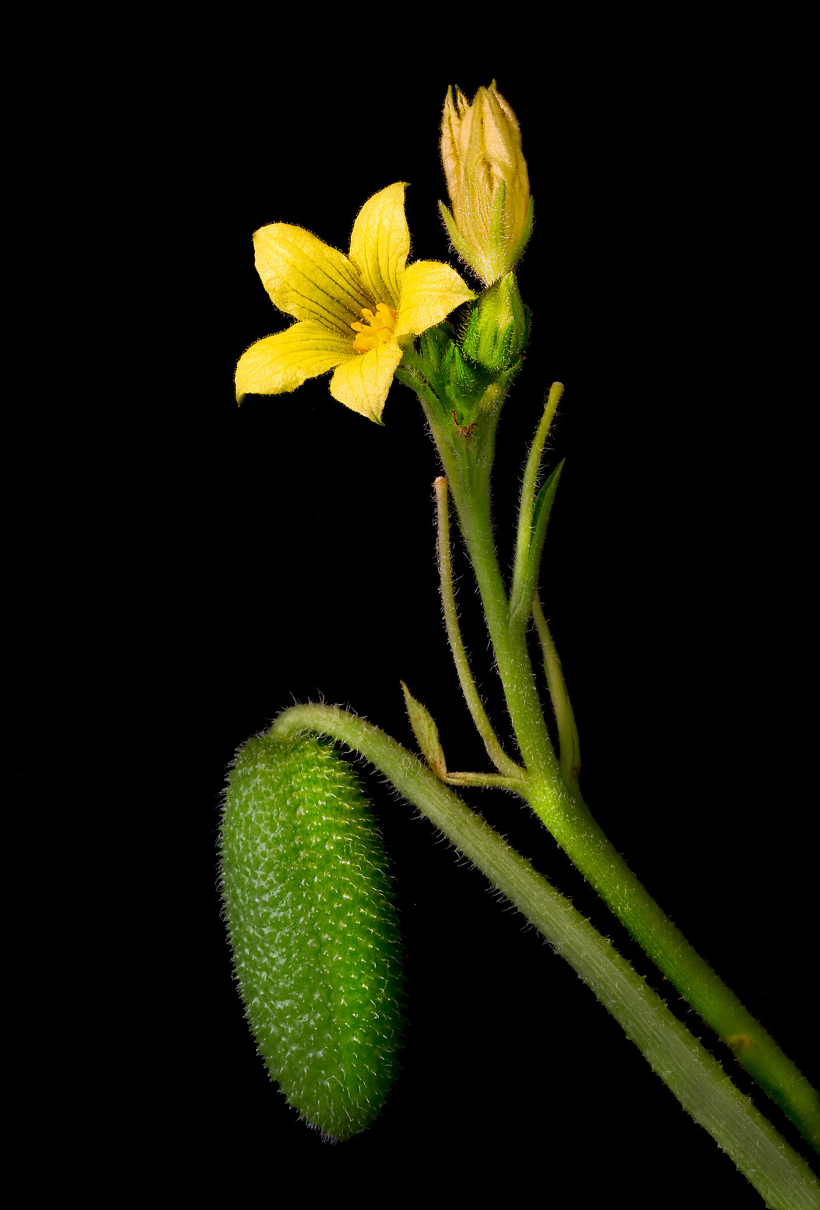 Watermelon Asinino (Ecballium Elaterium)