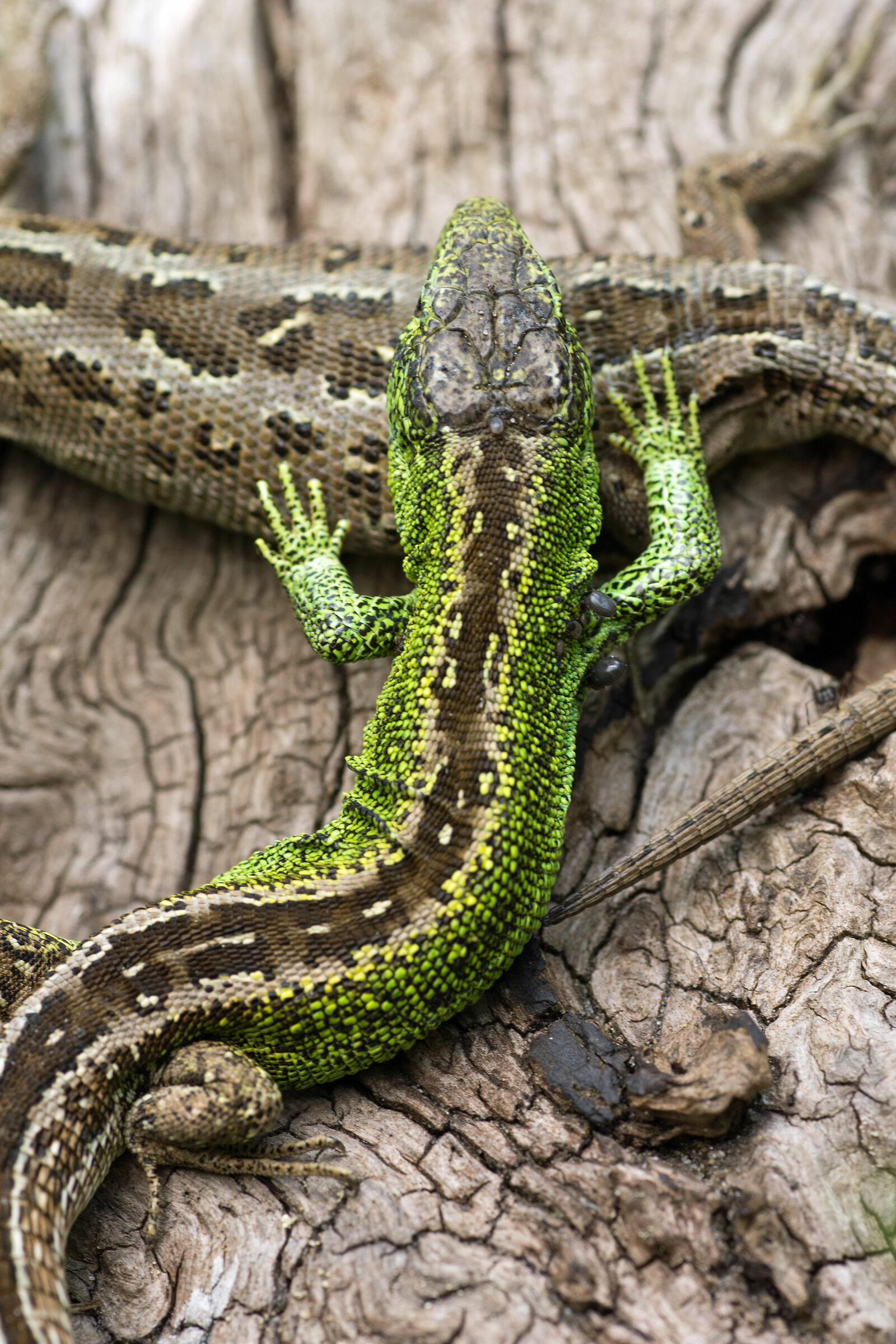 Penso di sentire nove uova tesoro.