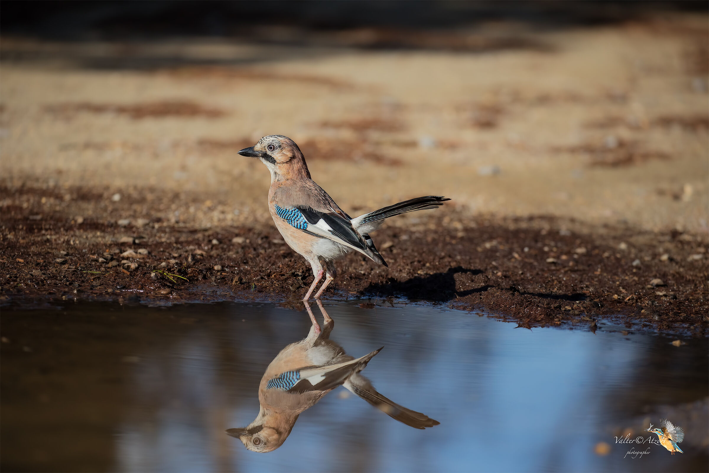 Ghiandaia allo specchio
