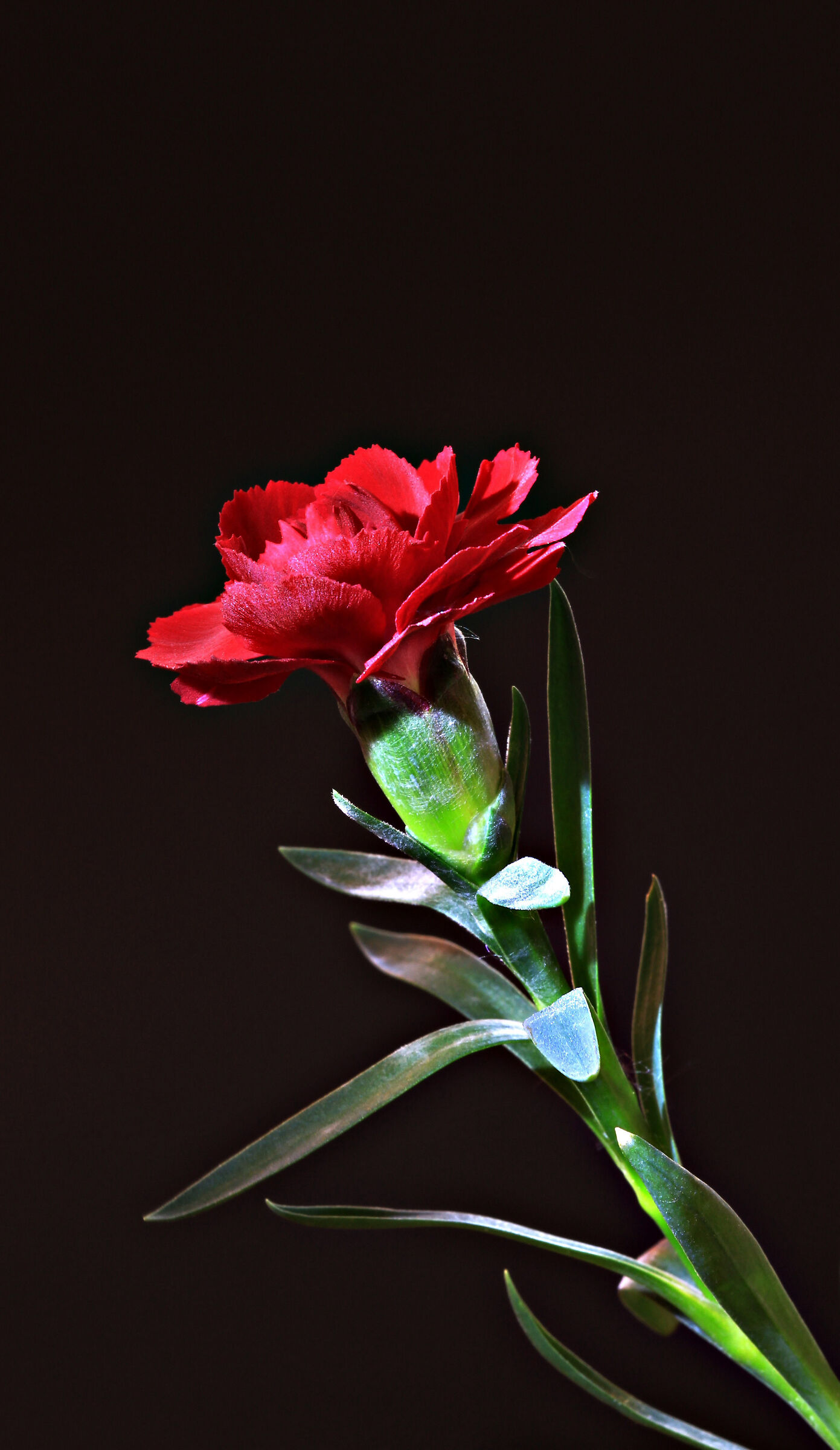 Red dianthus