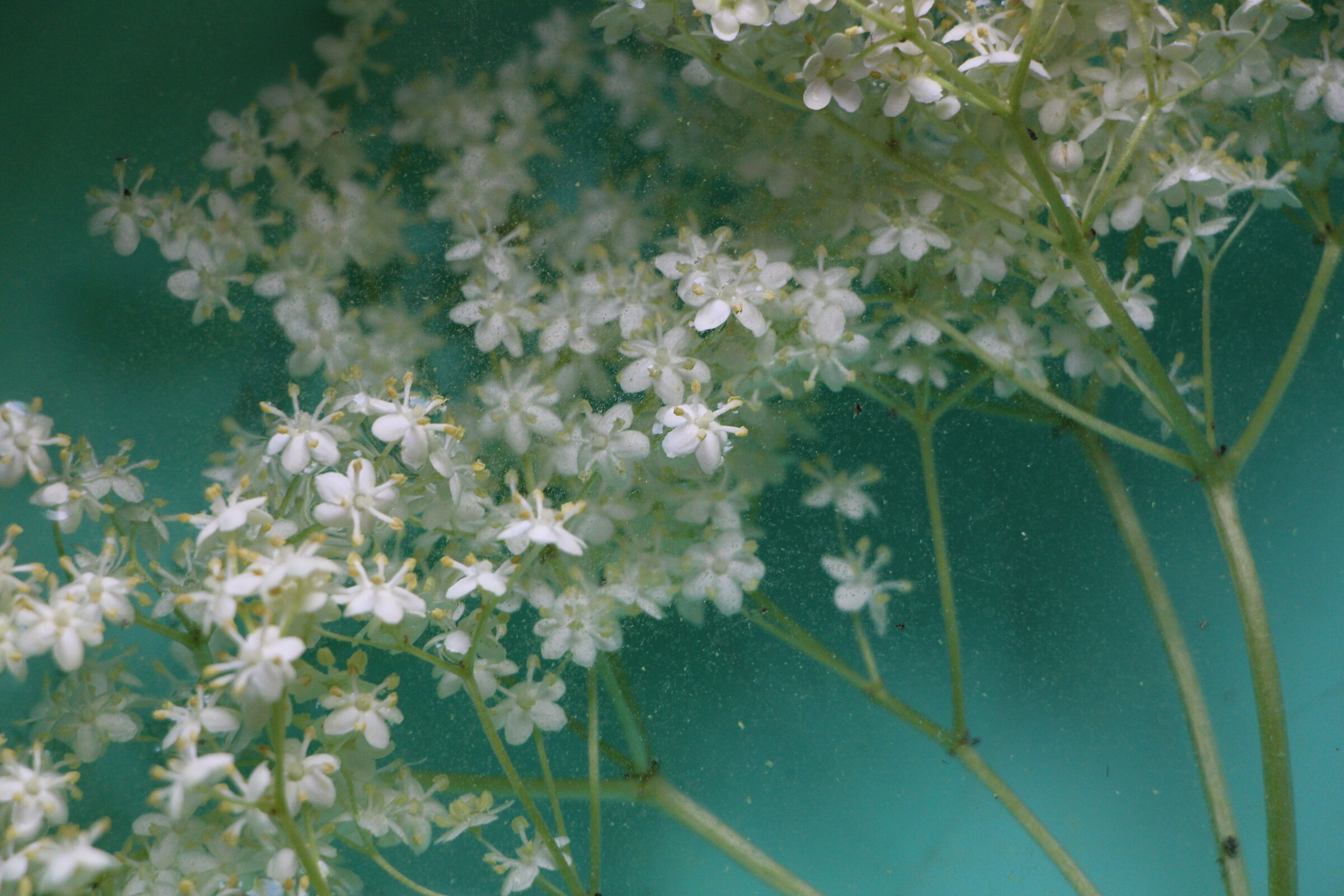 elderflowers