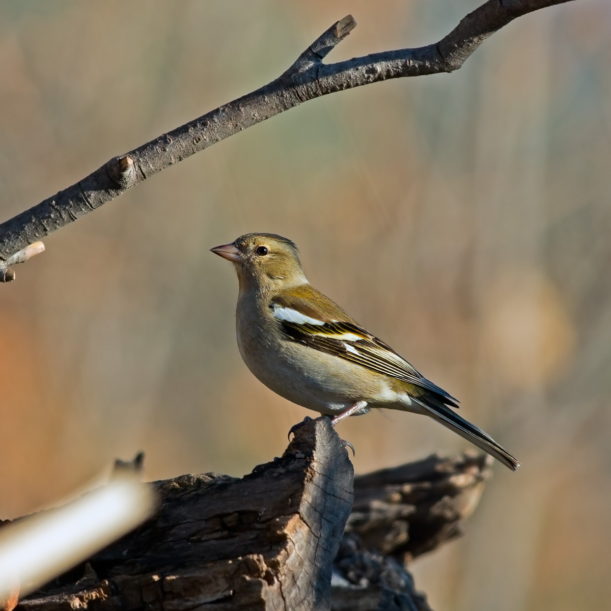 Finchel - Fringilla coelebs