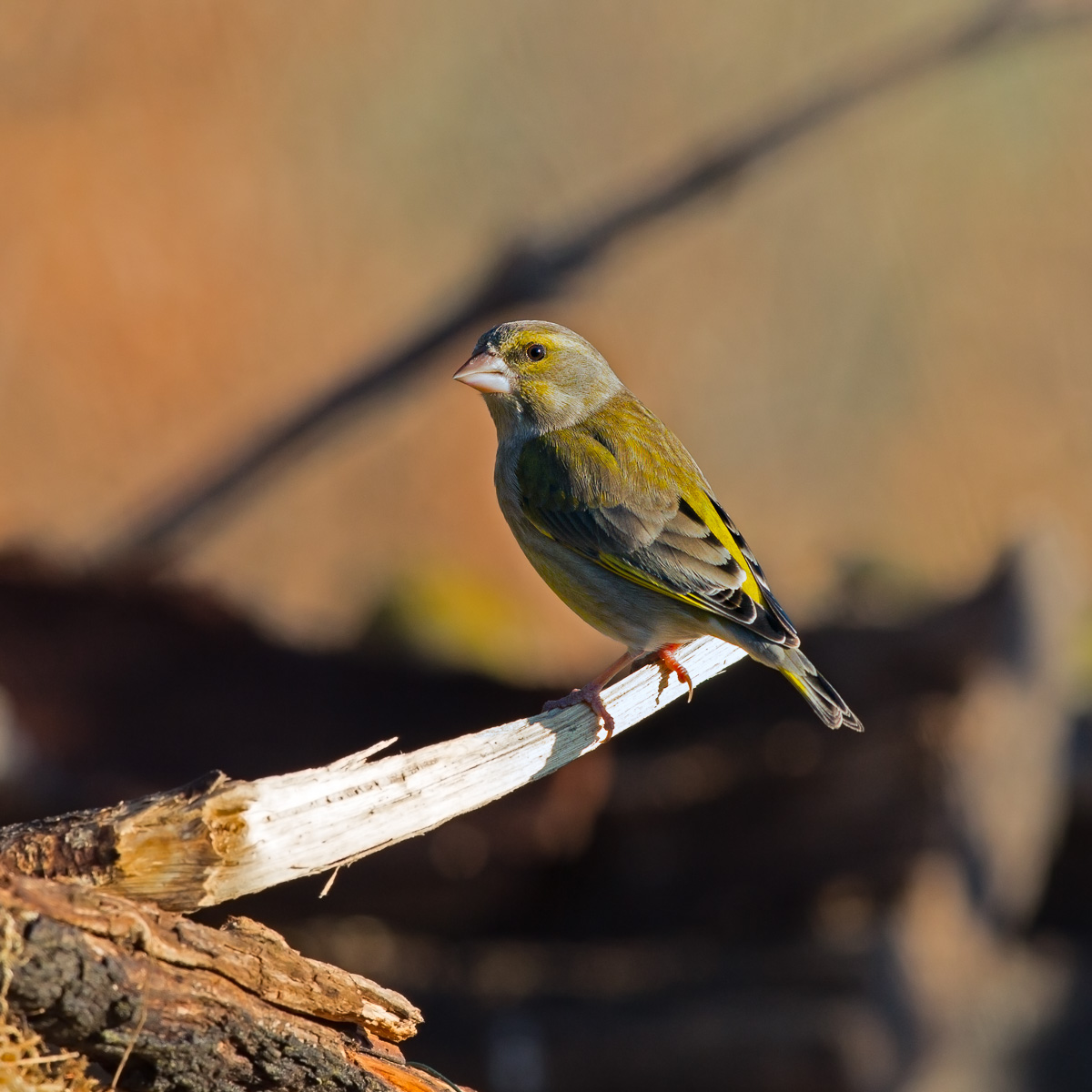 Verdone - Chloris chloris