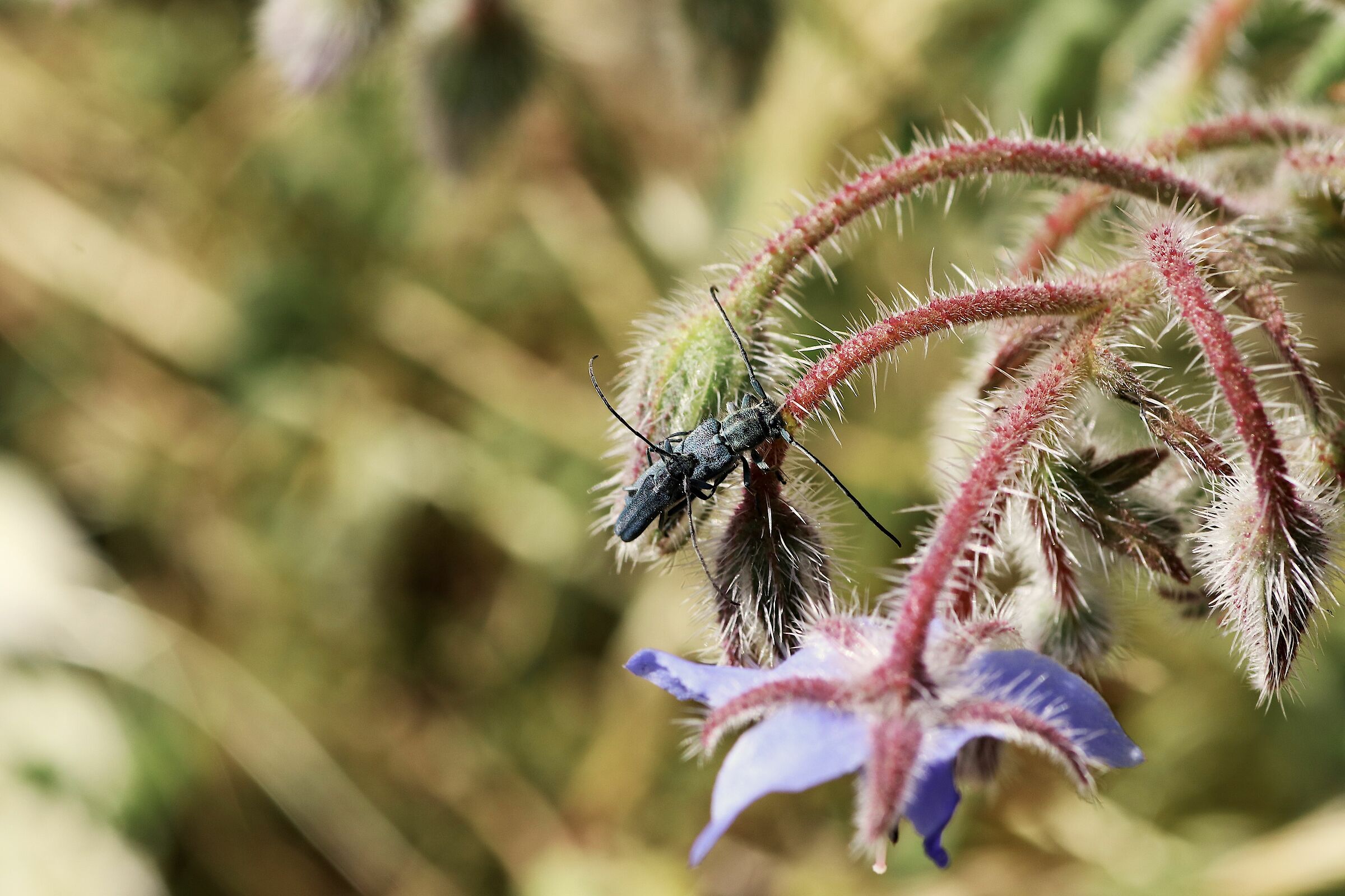 Opsilia caerulescens