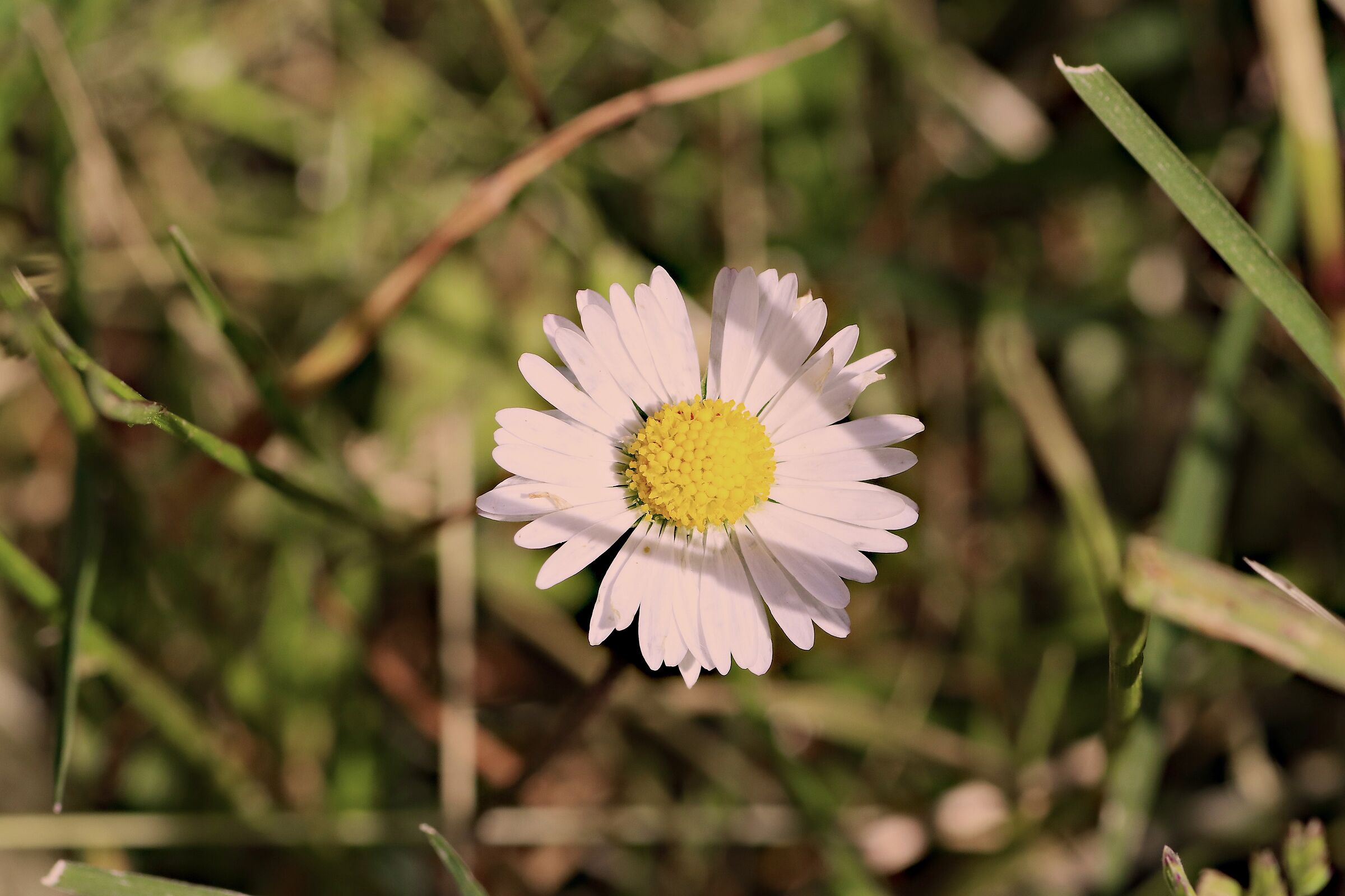 Marguerite