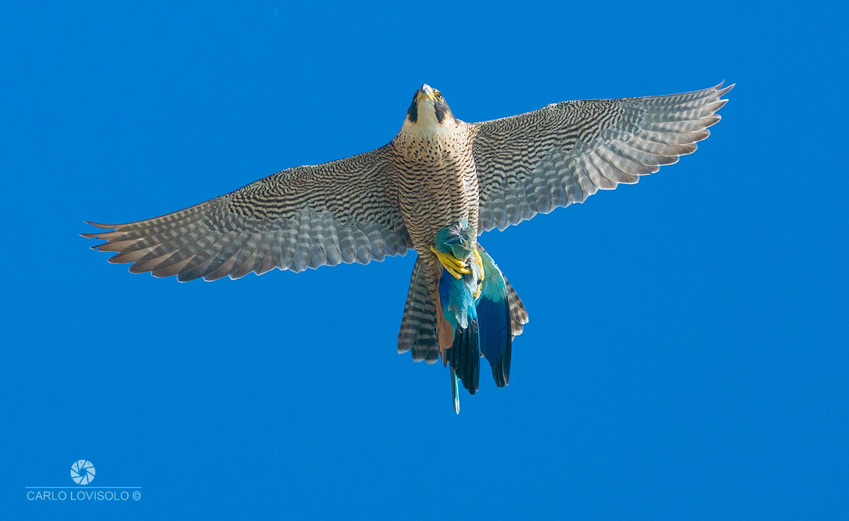 Peregrine falcon with prey Sea Acorn