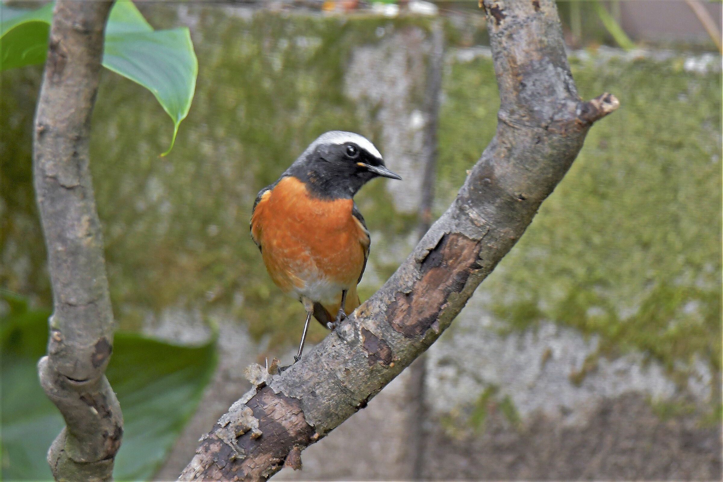 common male codirosso