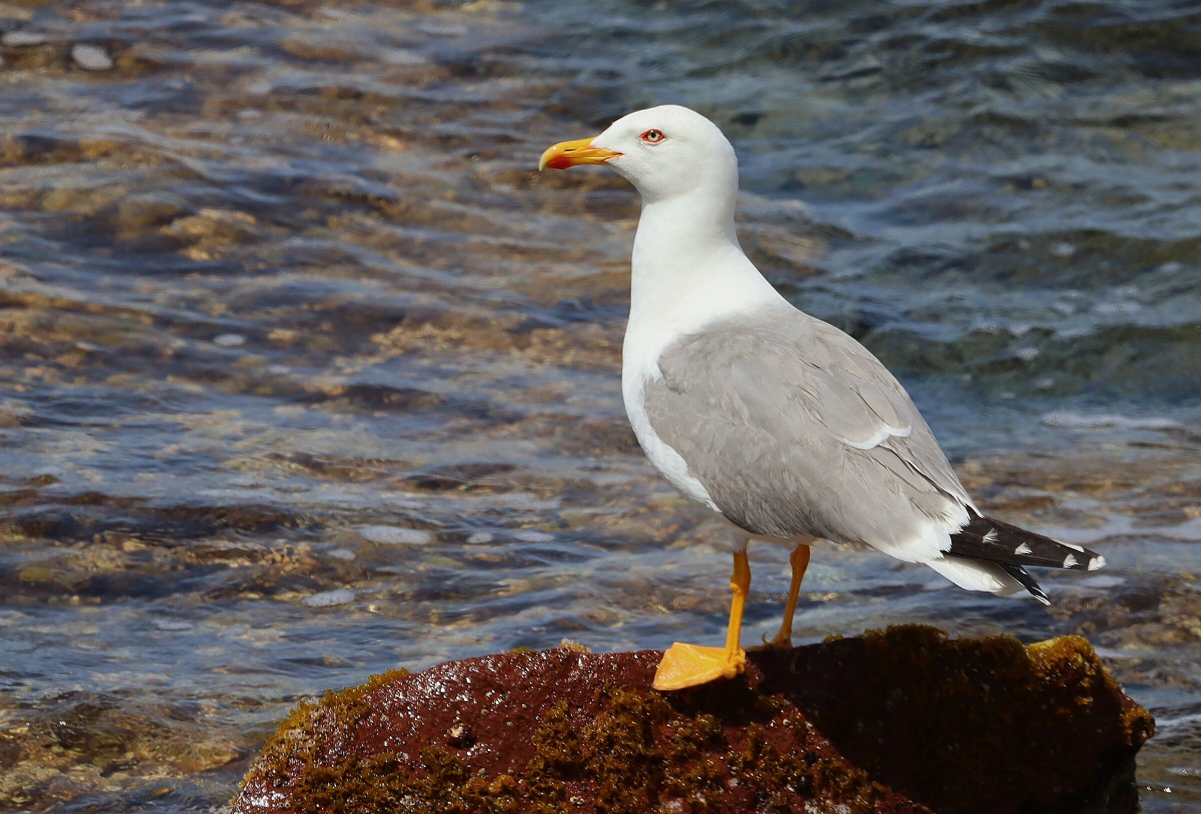 su colvu e mare (larus micahellis)