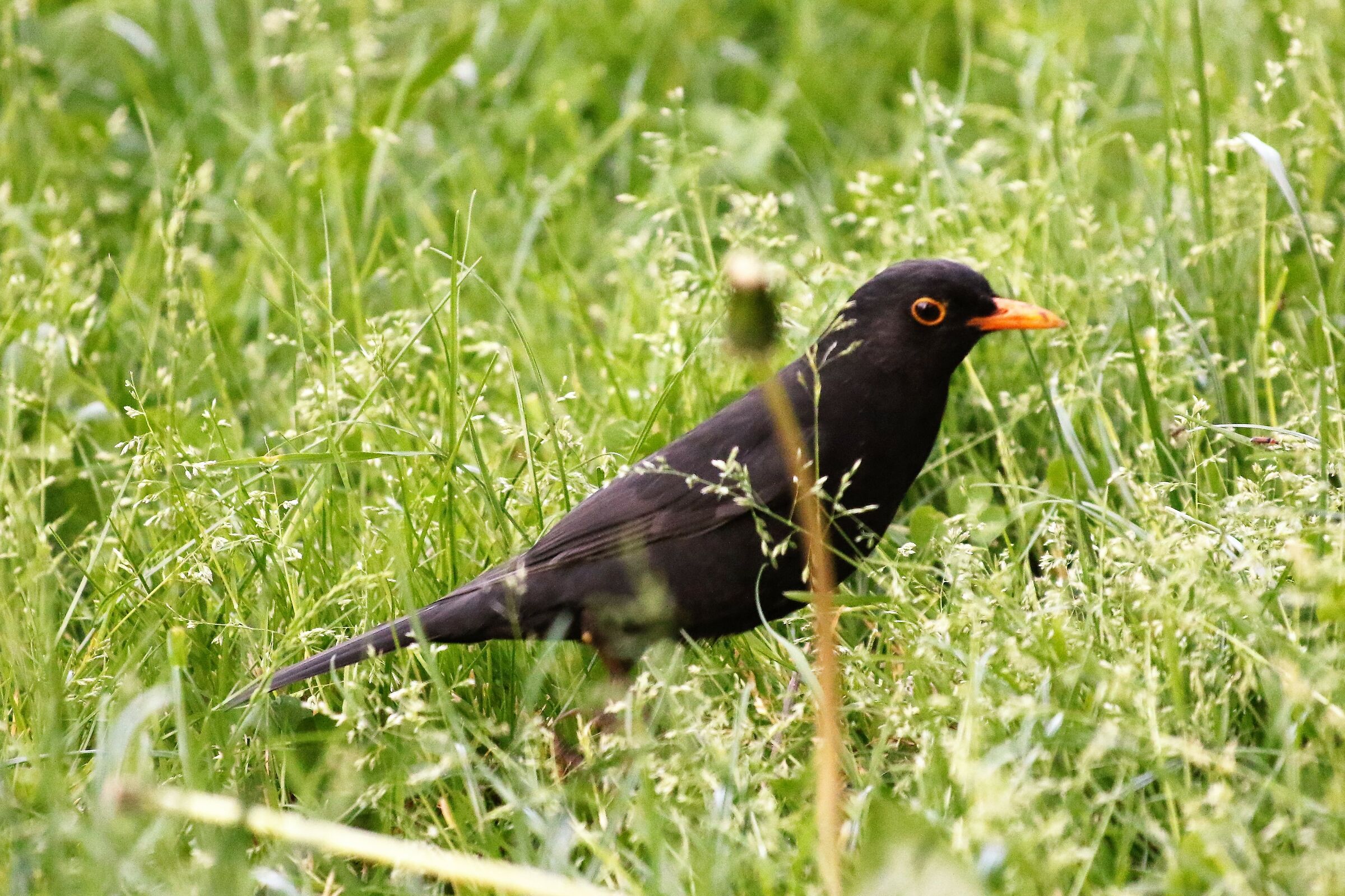 common blackbird in the city