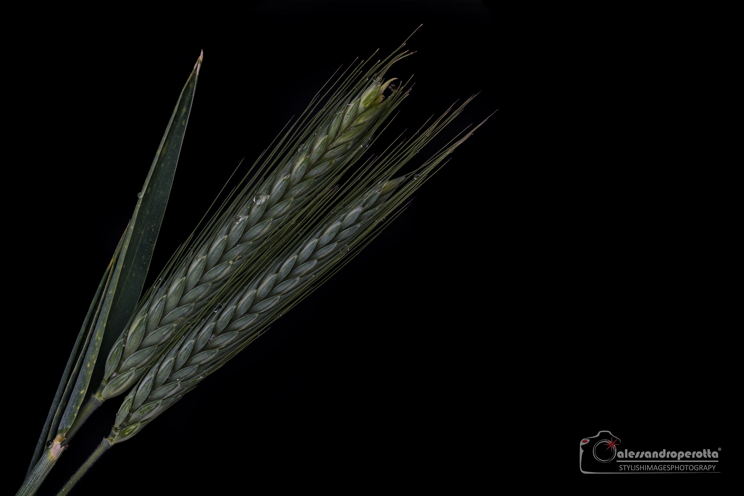 Turkish wheat spikes