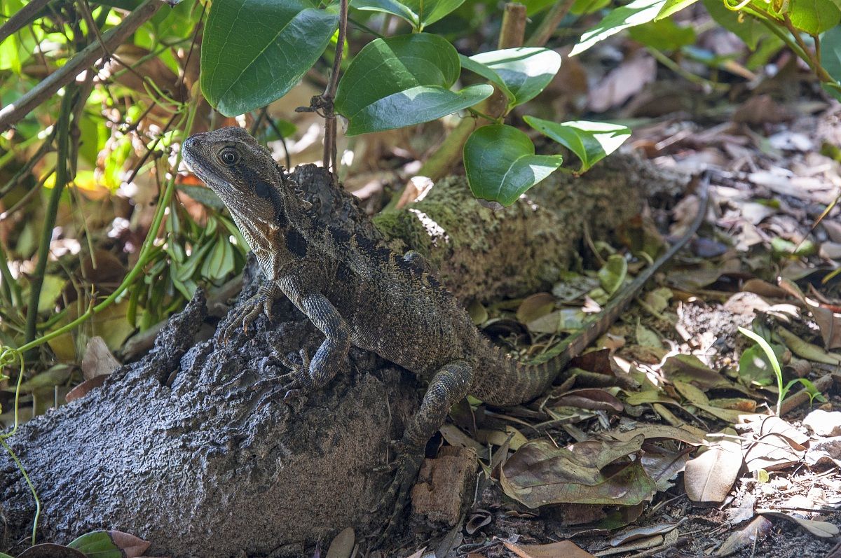 Australian Water Dragon