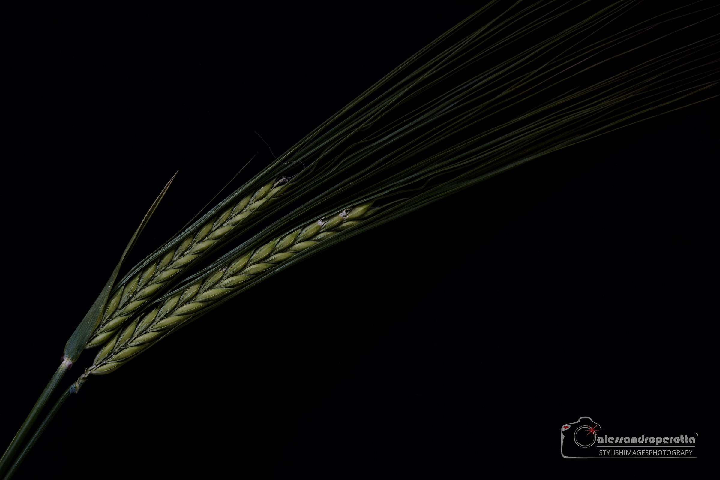 Wheat