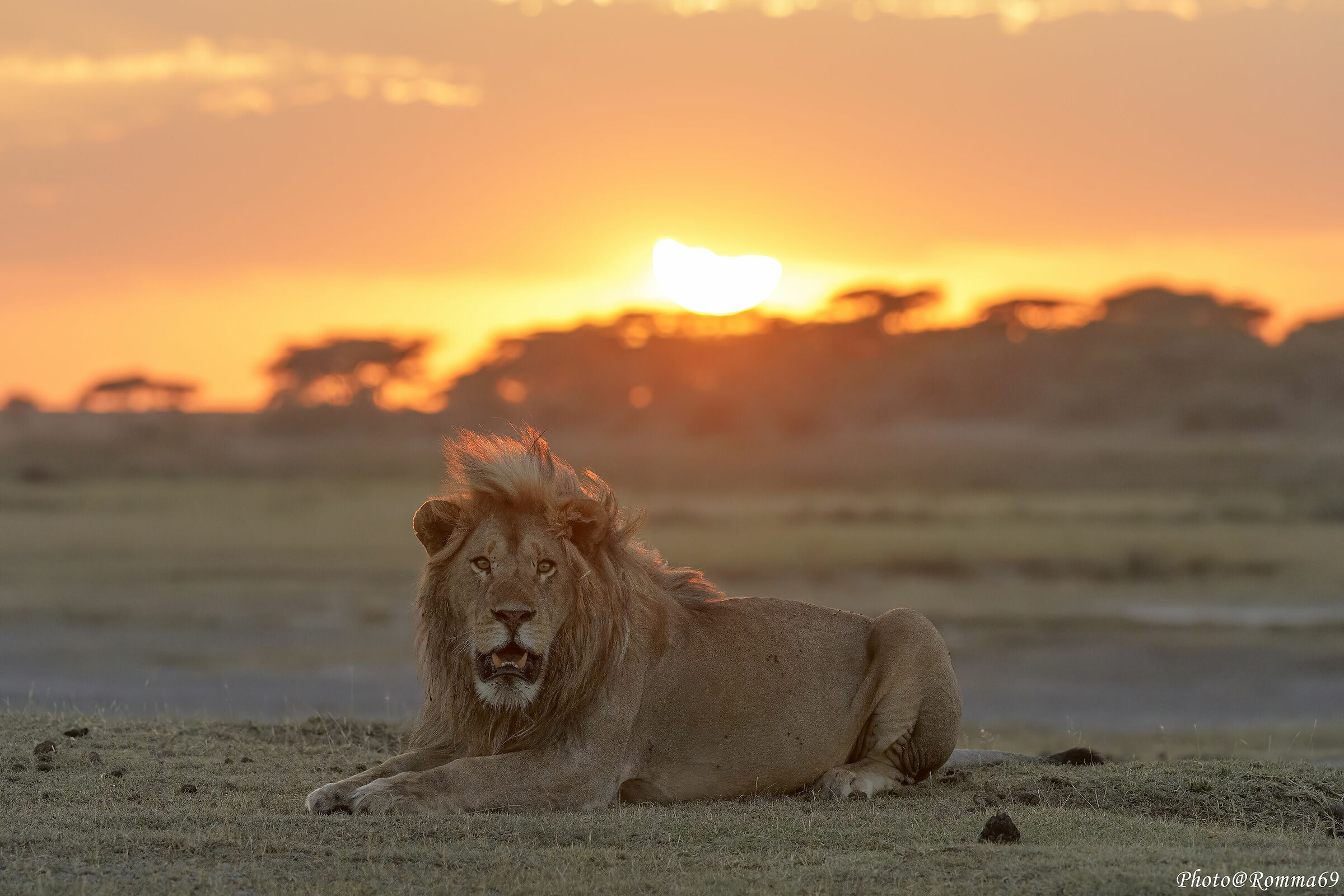 King and the sunset