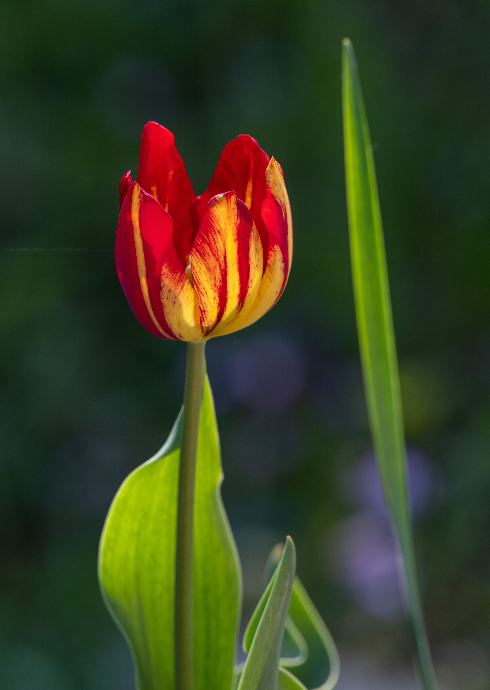 Tulipano