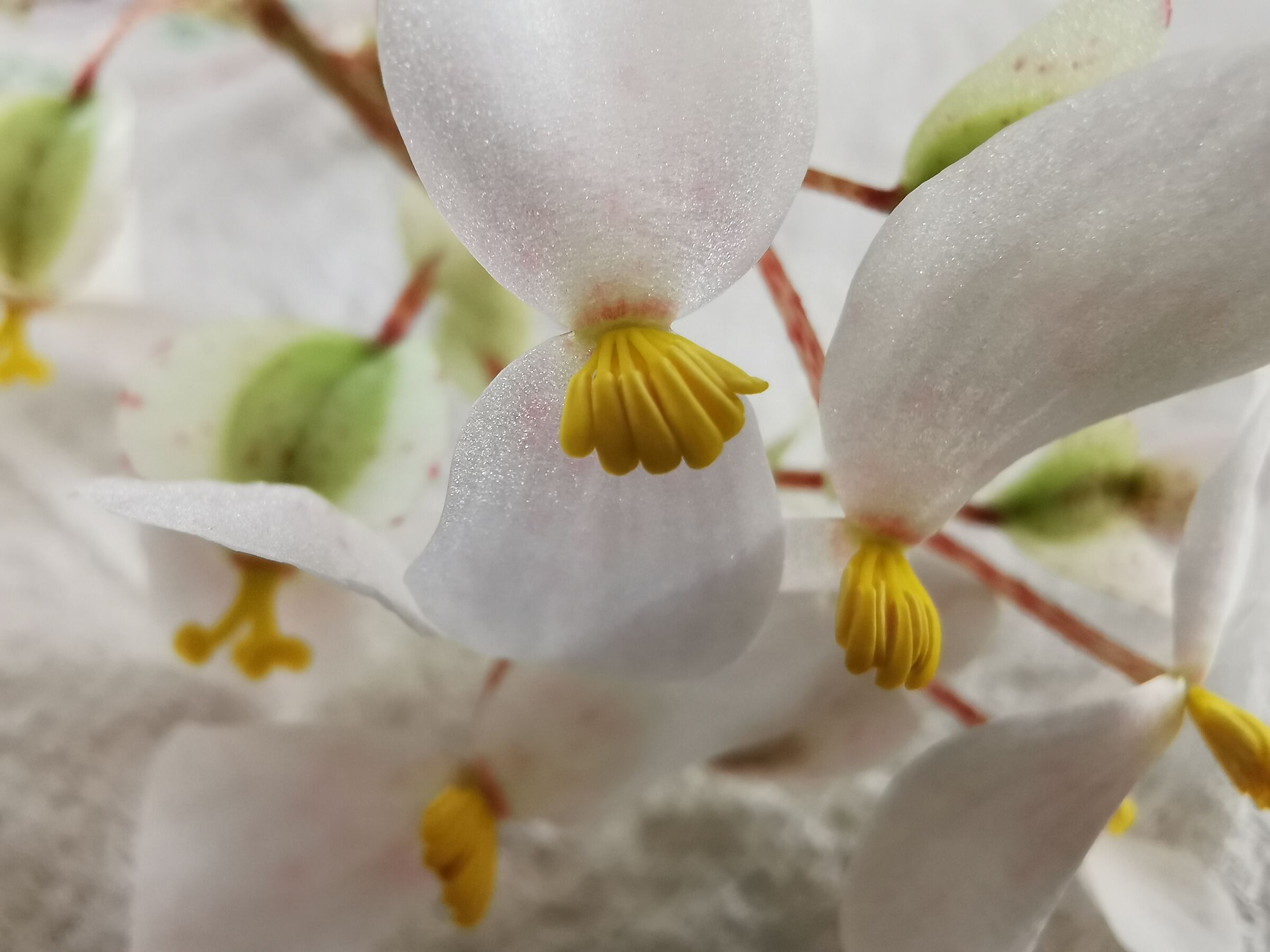 begonia della patagonia